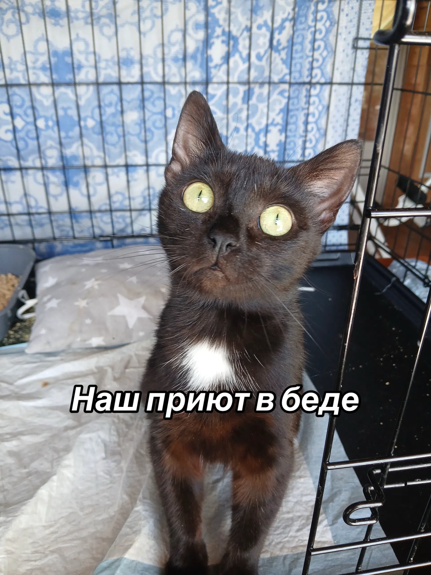 @Приют Потеряшка