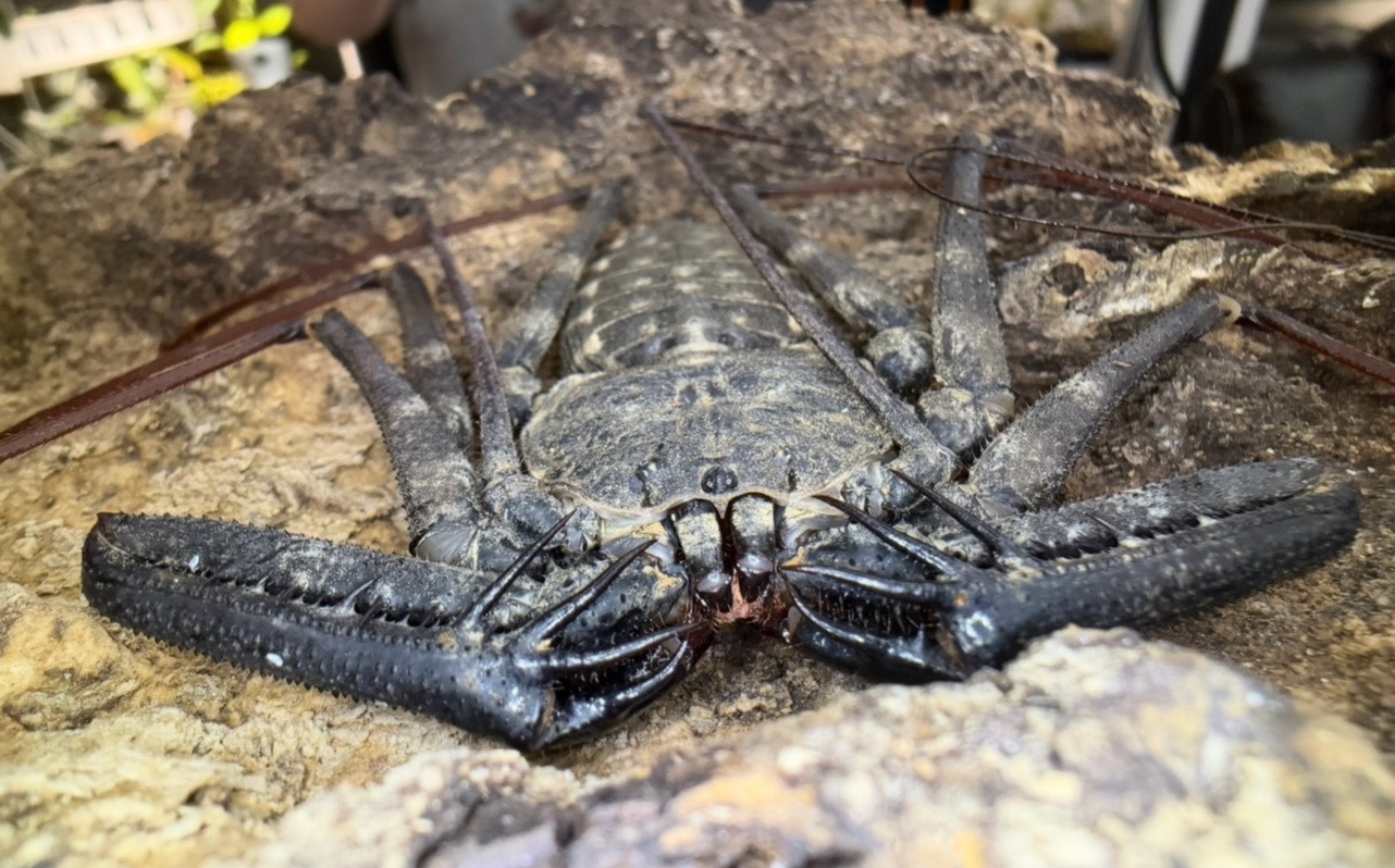 @Spider Conservatory