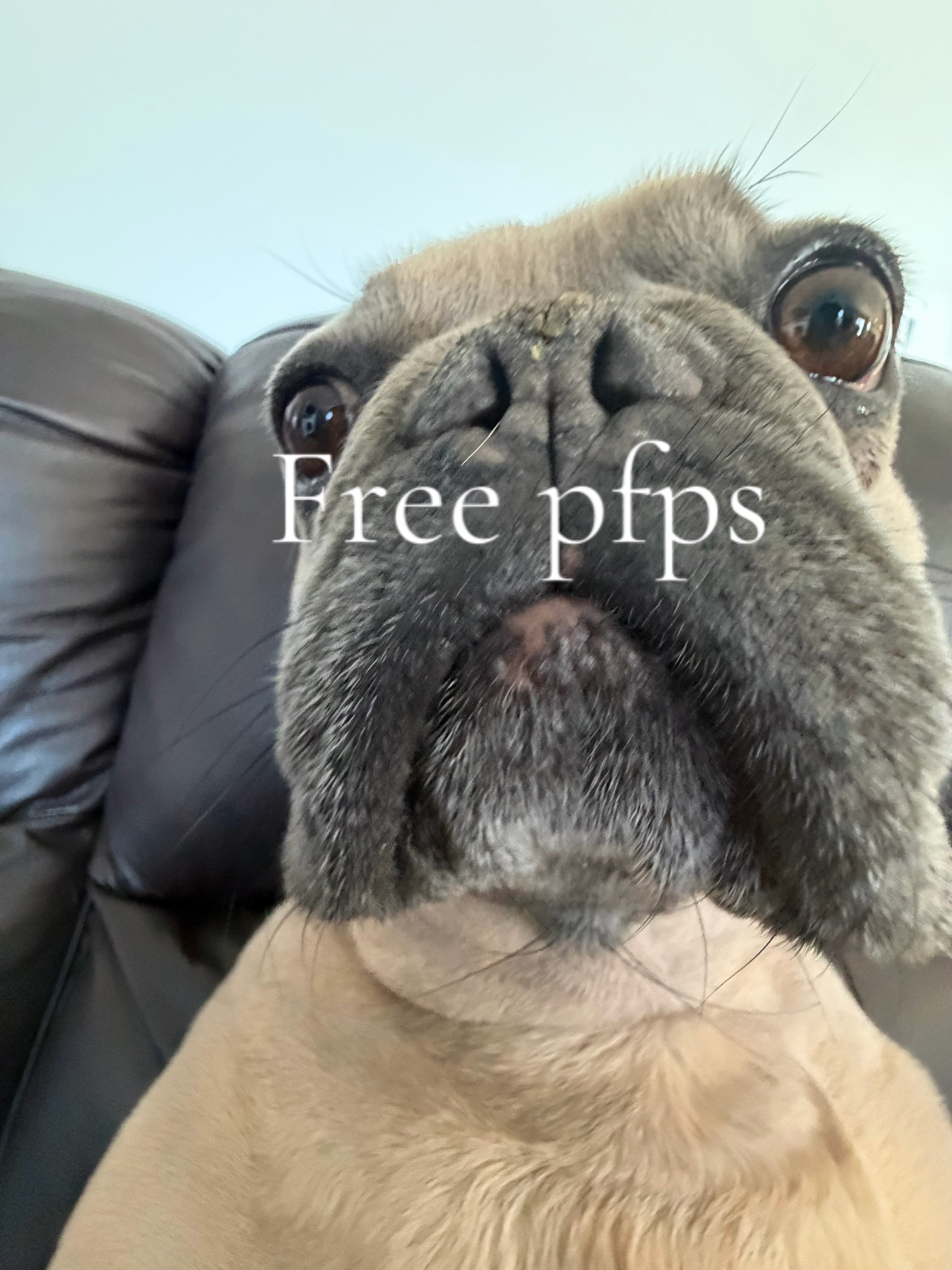 @bentleytheg0at