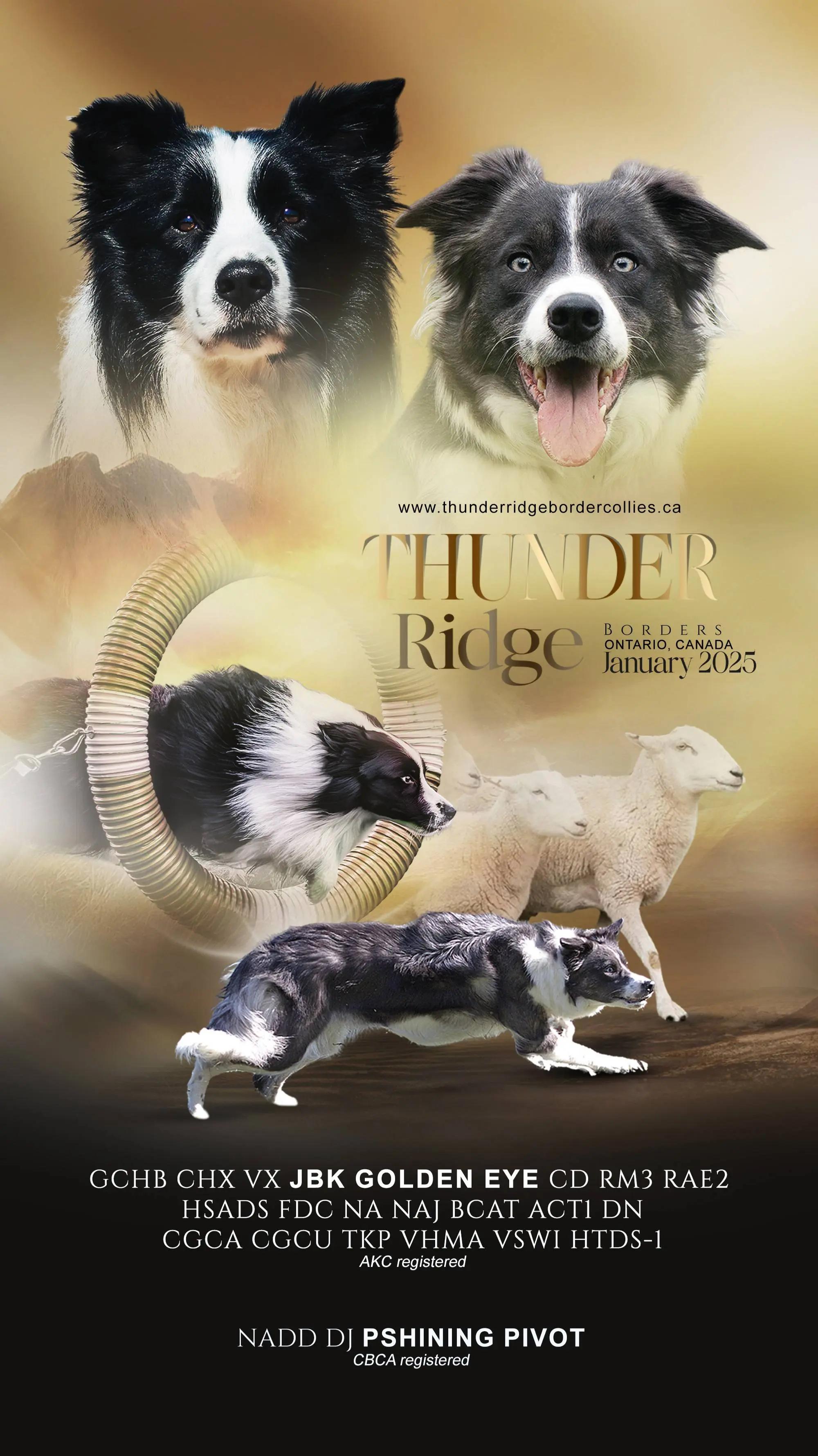@Thunder Ridge Border Collies