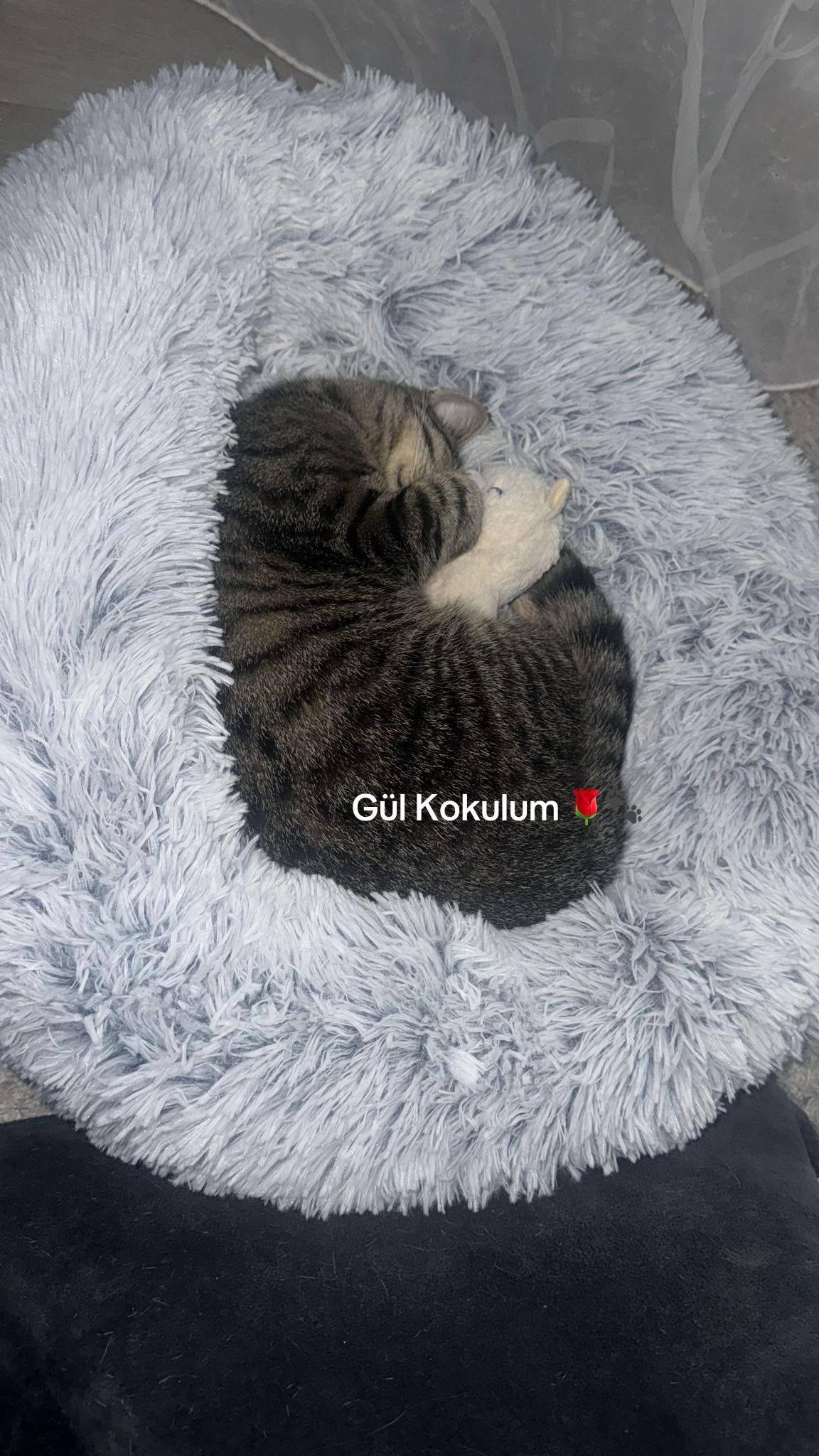 @🐾MILKAM🖤WHISKEYM🩶🐾A❤️🫂