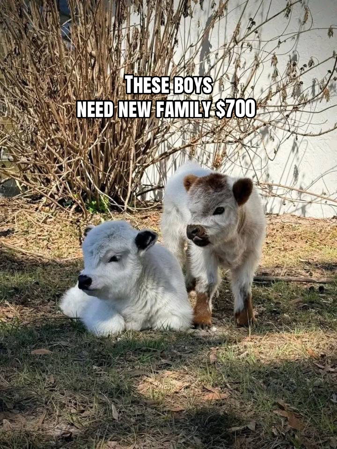 @landycows3