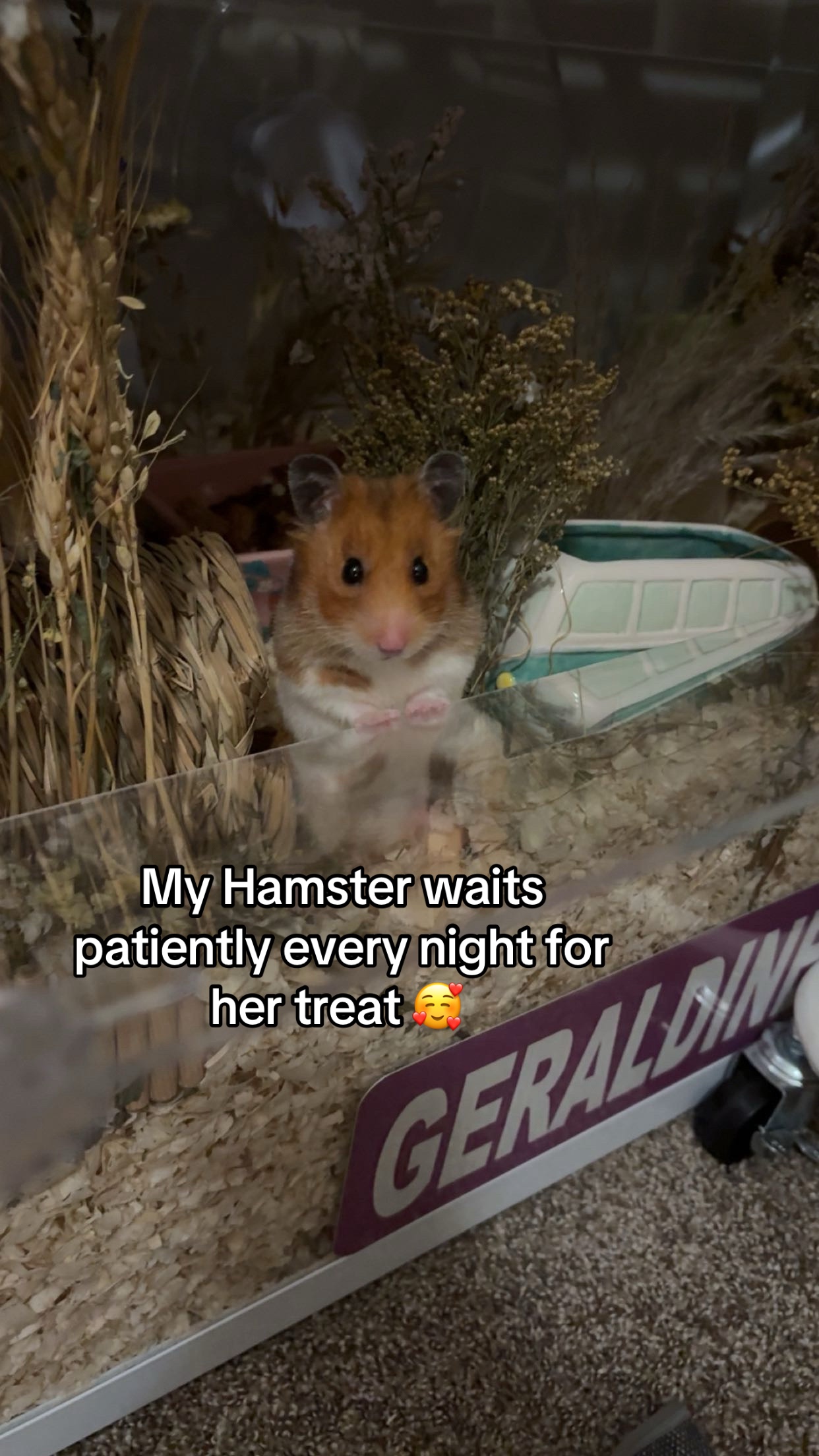 @thatweirdanimalgirl