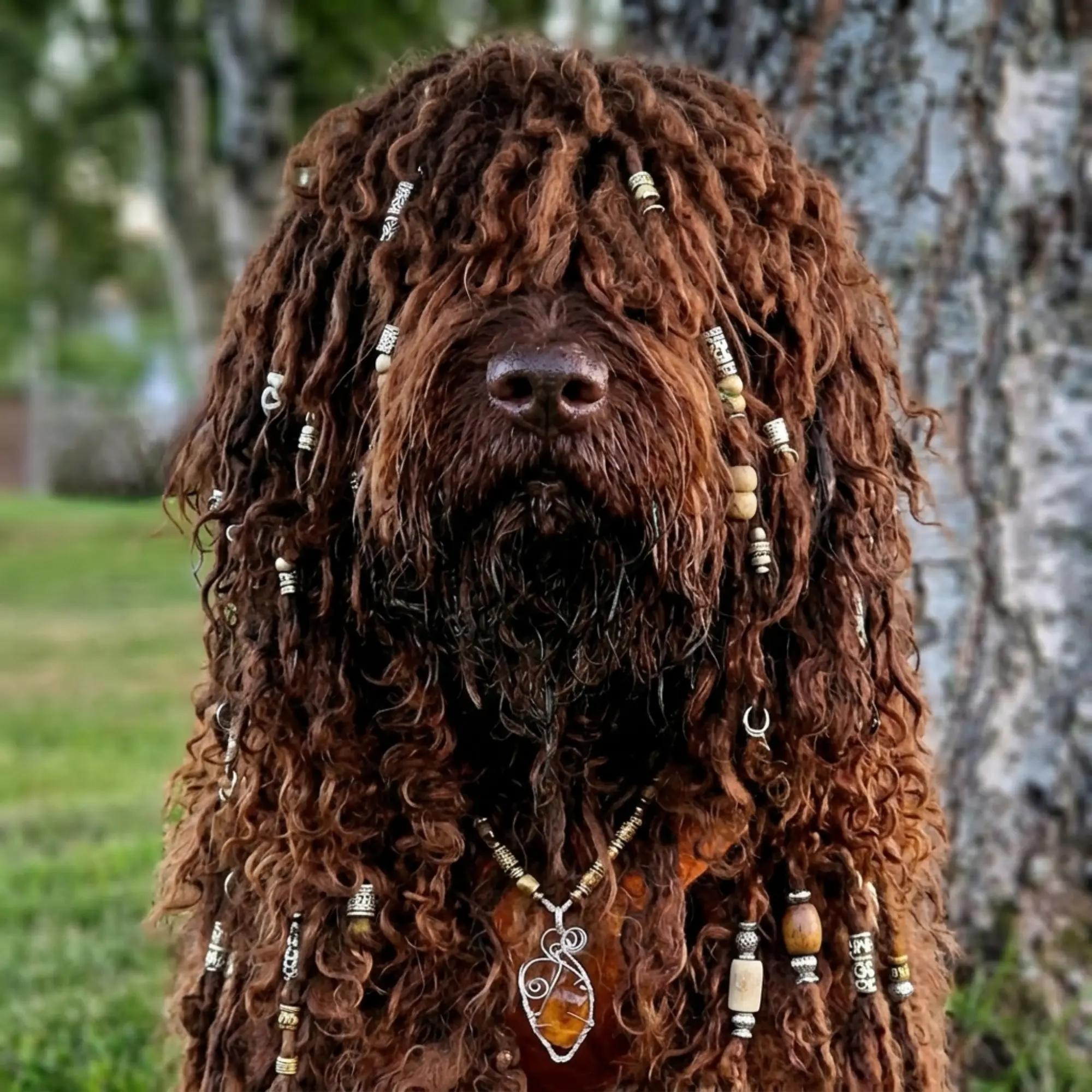 @🐾✨️mhdogs✨️🐾🇸🇪