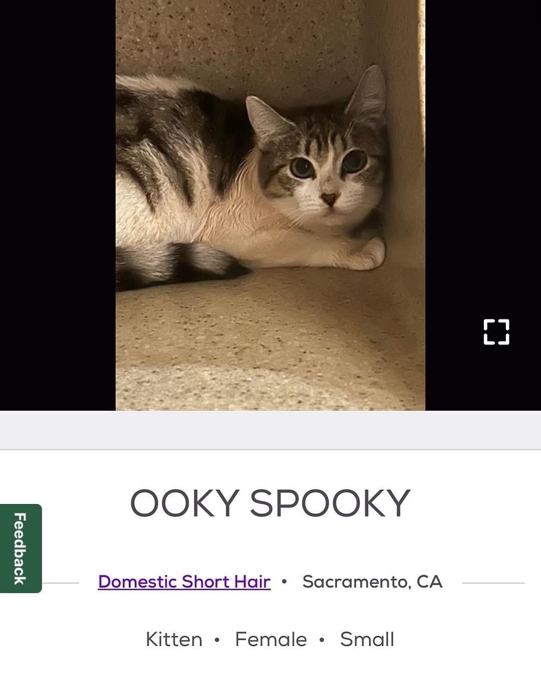@cat memes