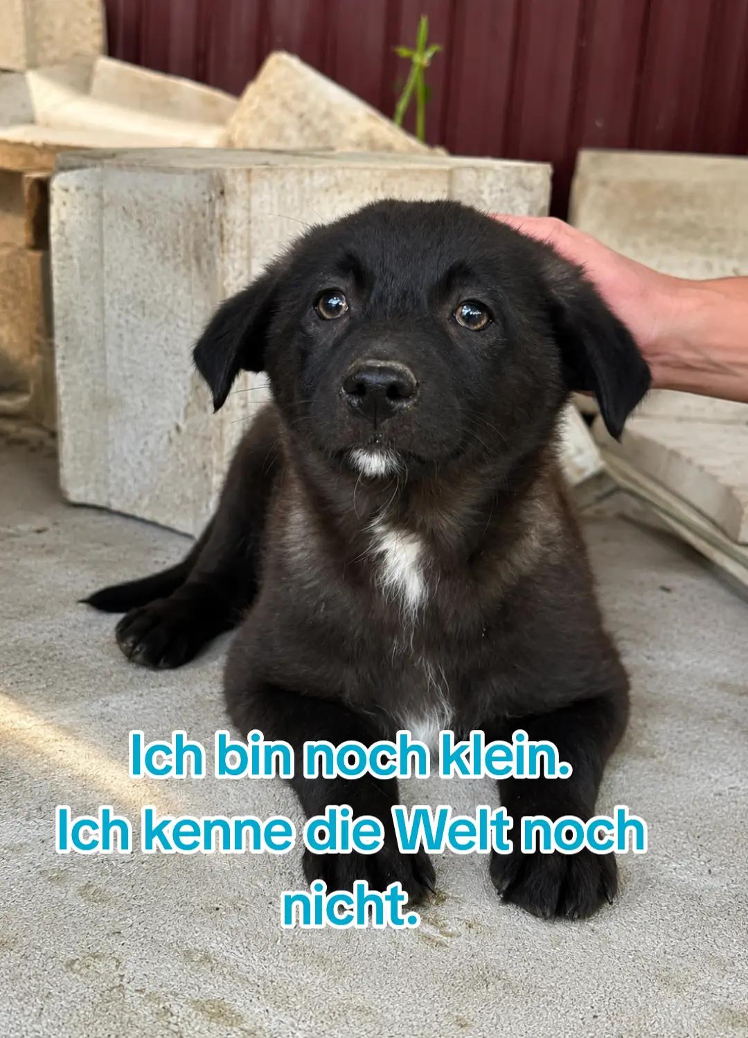@🐾 PfoteF&uuml;rPfote 🐾
