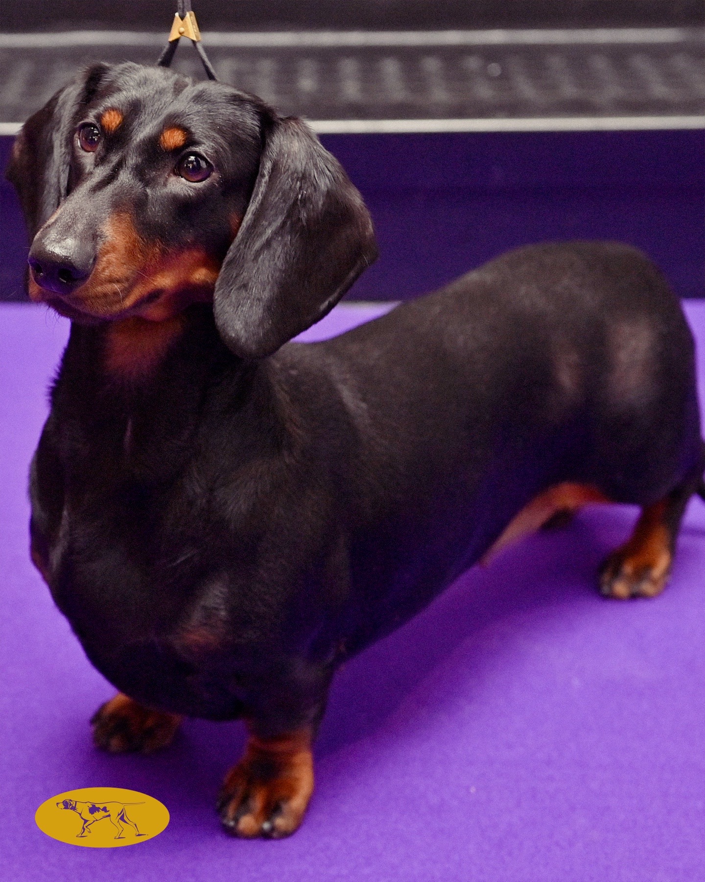 @Westminster Kennel Club