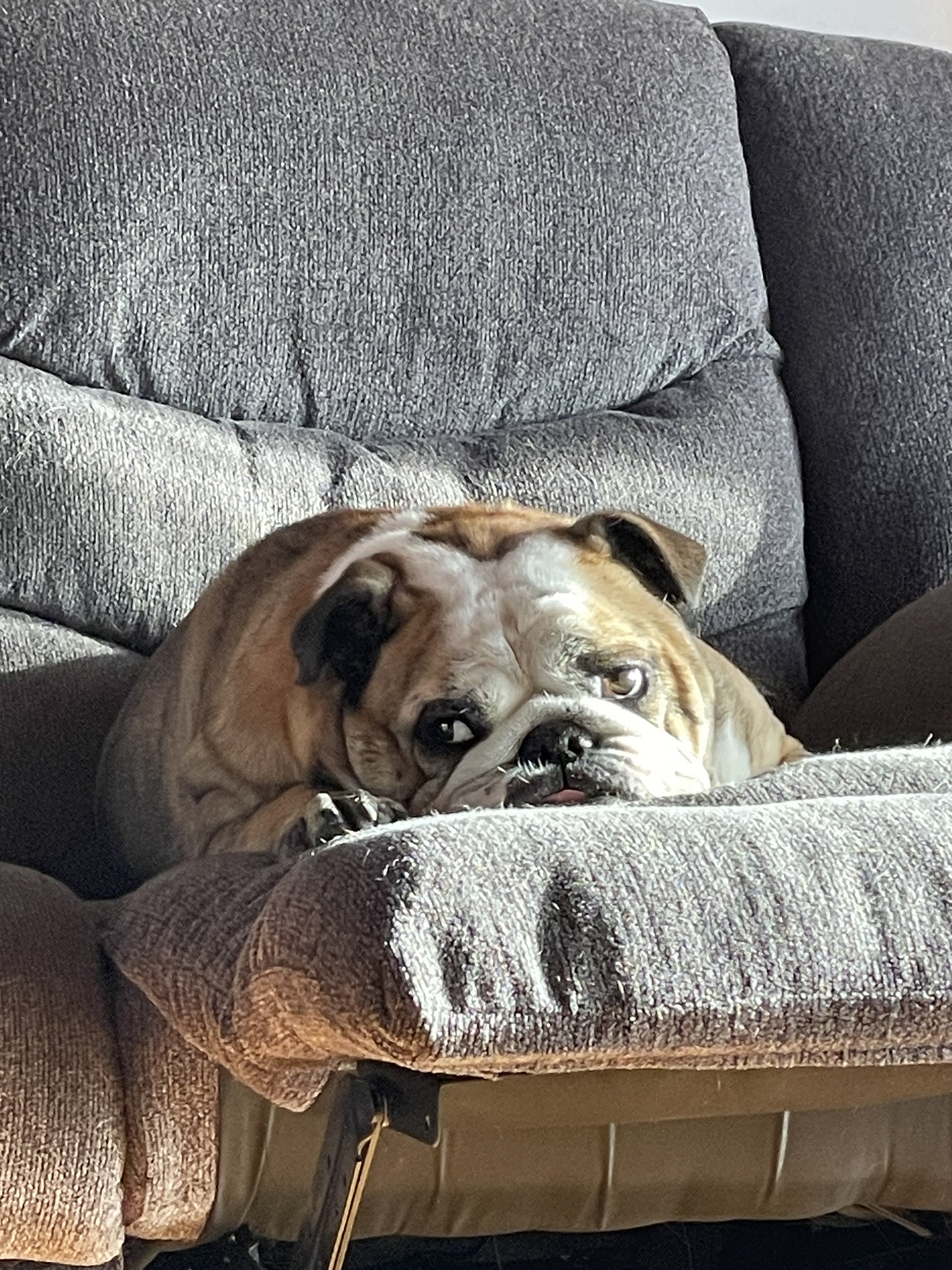 @Pedrobulldog