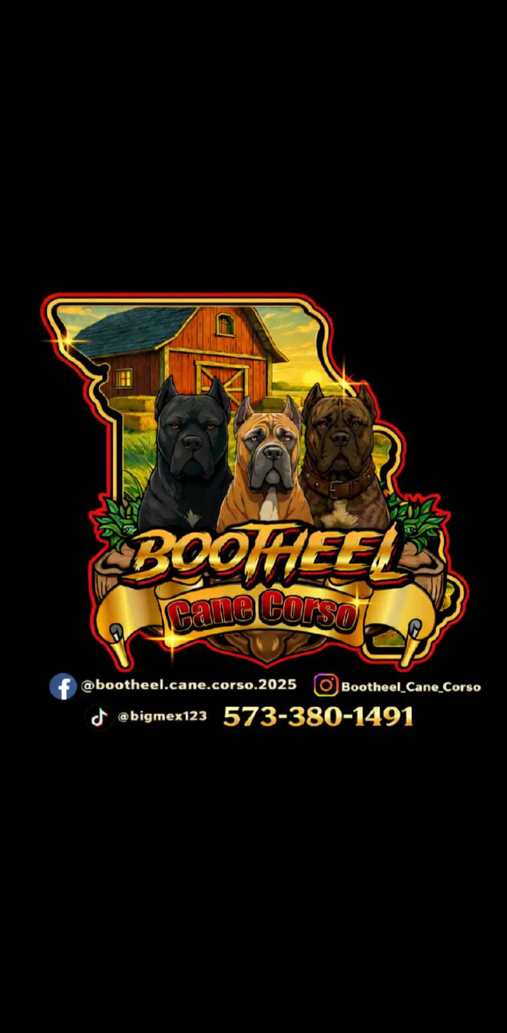 @BOOTHEEL CANE CORSO