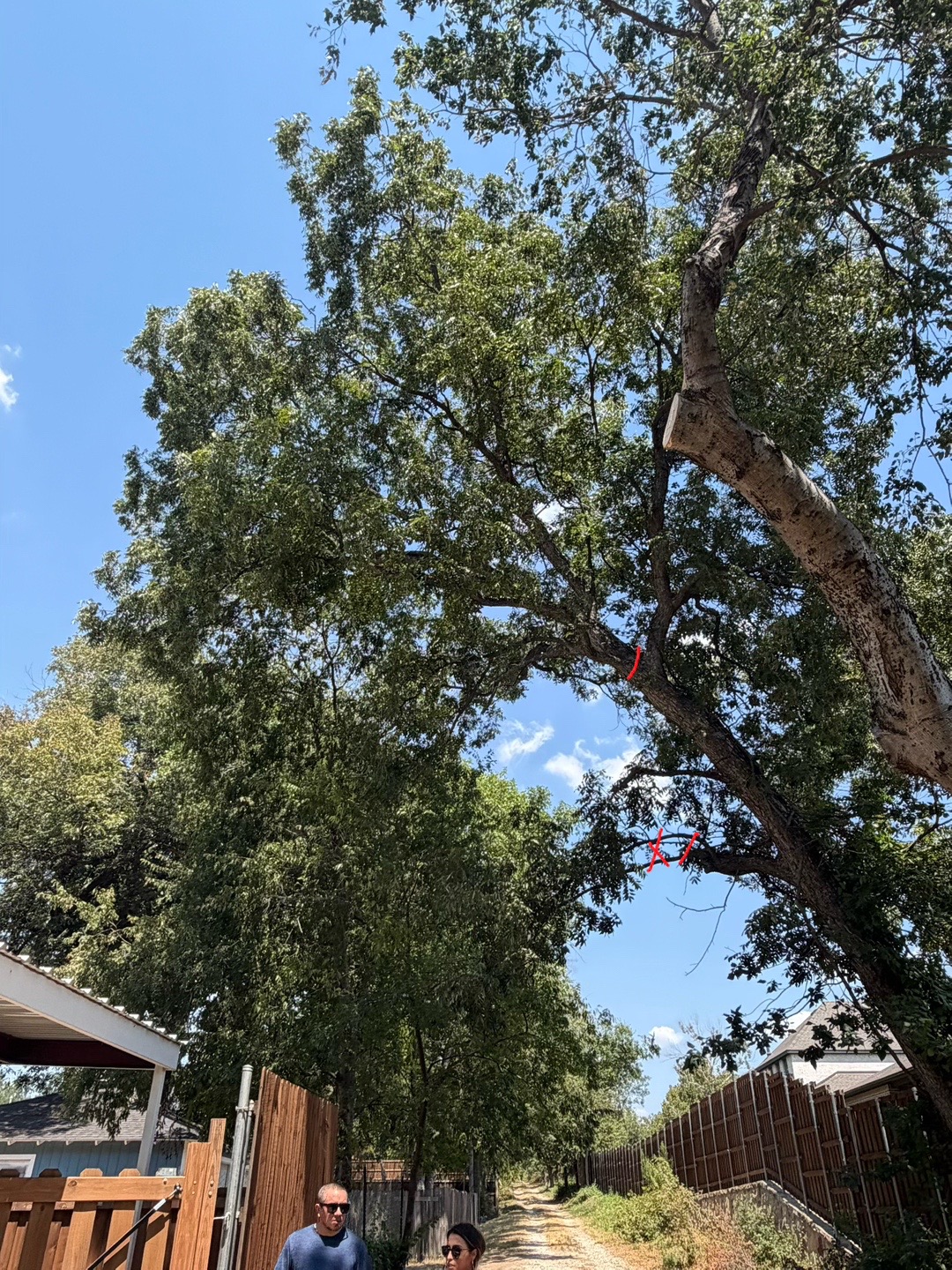 @Live Oak Tree Service