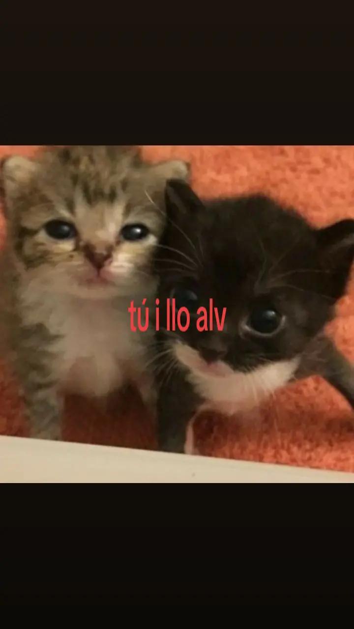 @GEMX_SDDD
