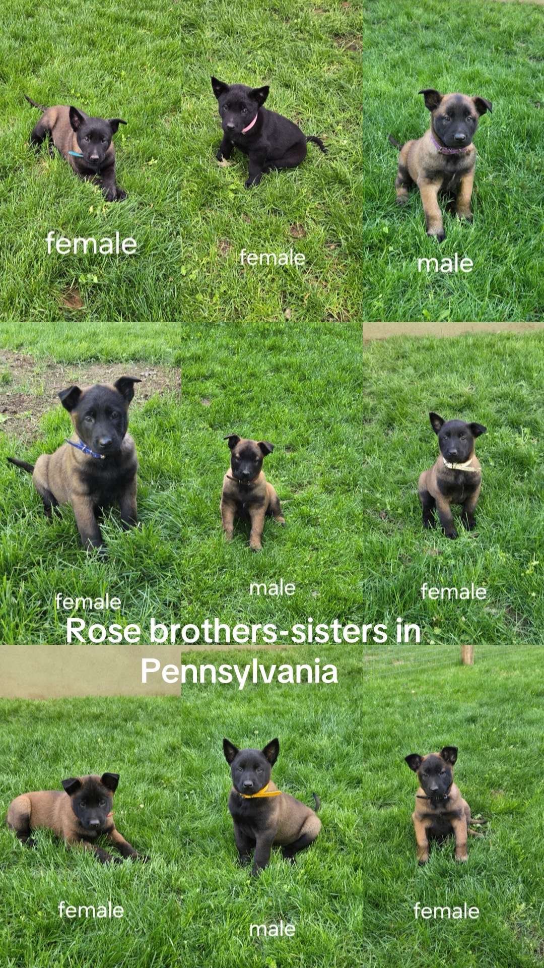 @Detroit belgian malinois