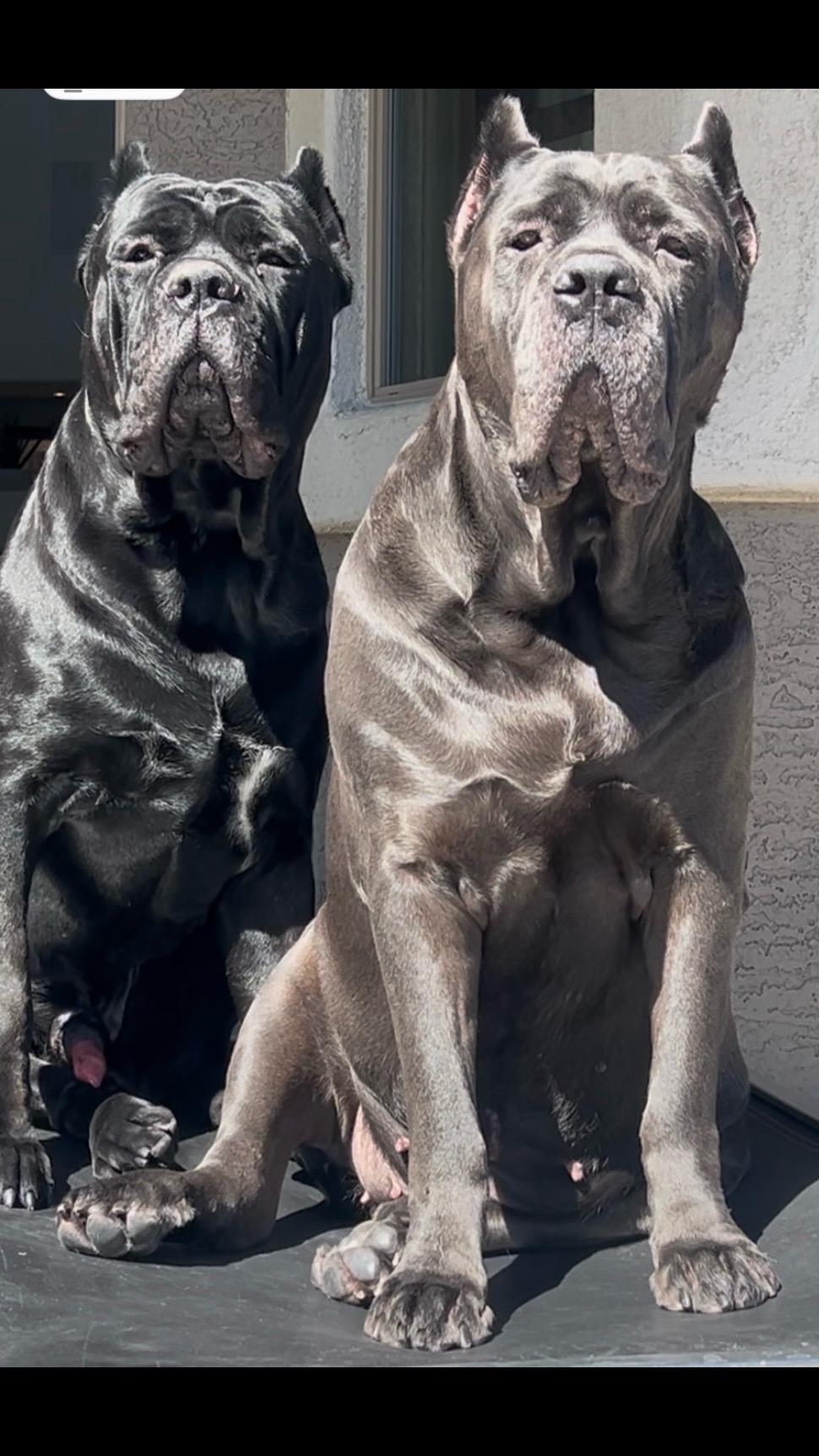 @Phoenician Cane Corso Stormi