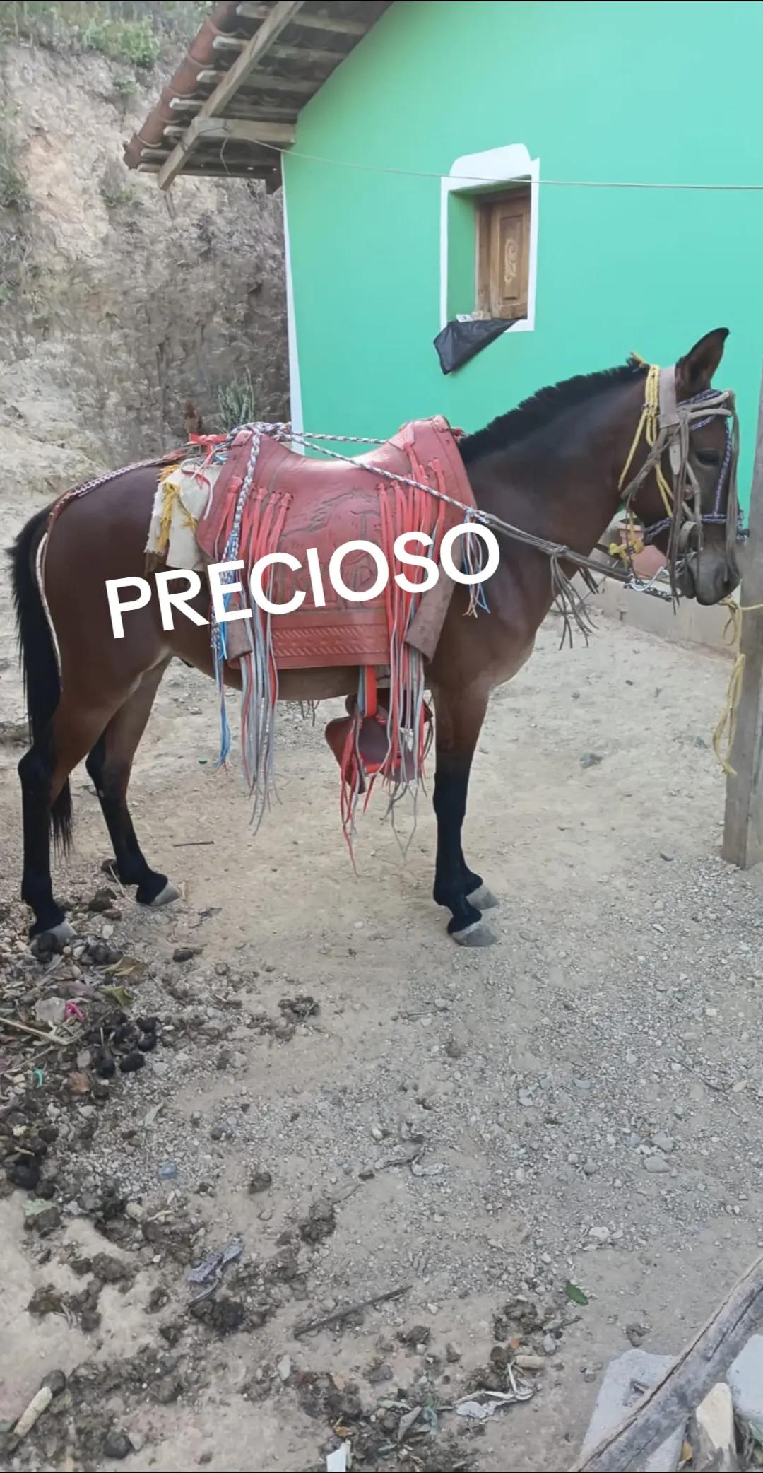 @FERNANDOJR🧔S&Aacute;NCHEZ🐺P&Eacute;RE🏴&zwj;☠️