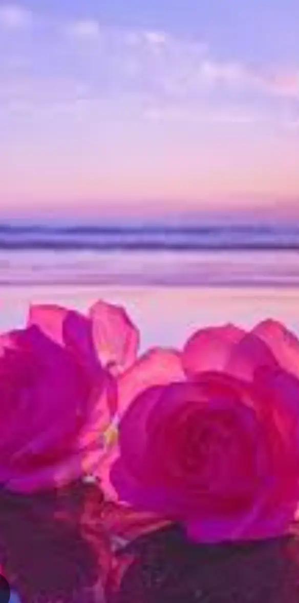 @🌺🦩