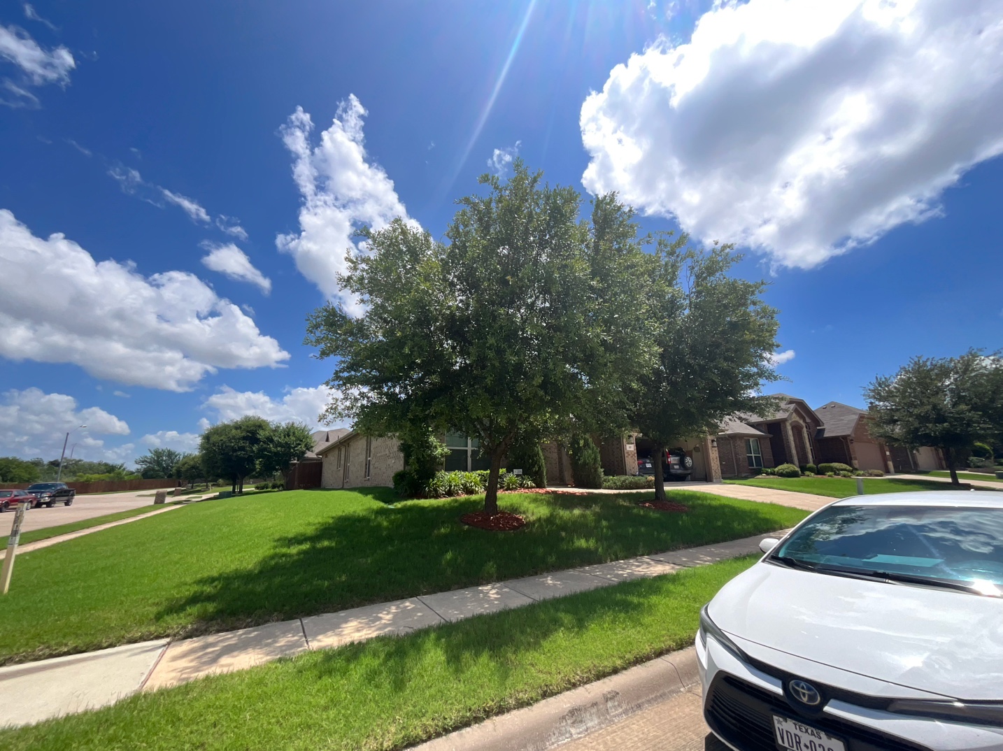 @Live Oak Tree Service