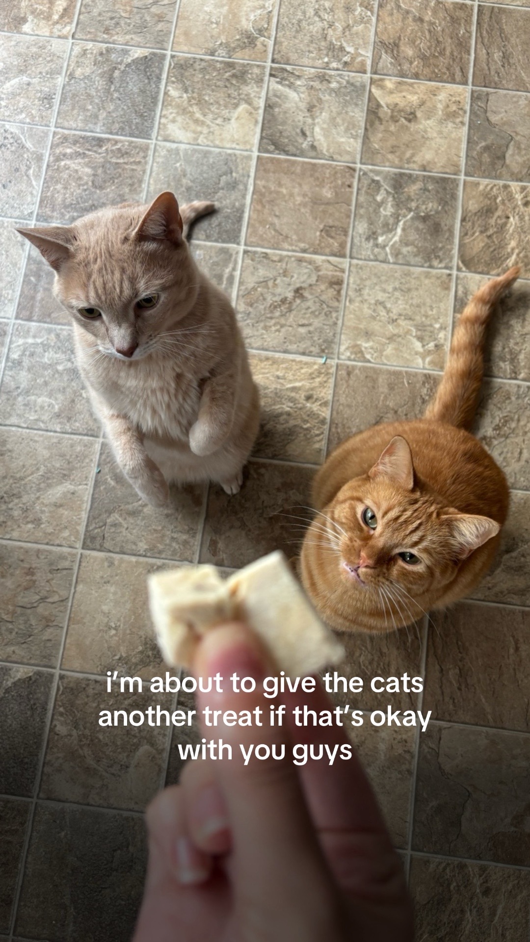 @cowboycatdad
