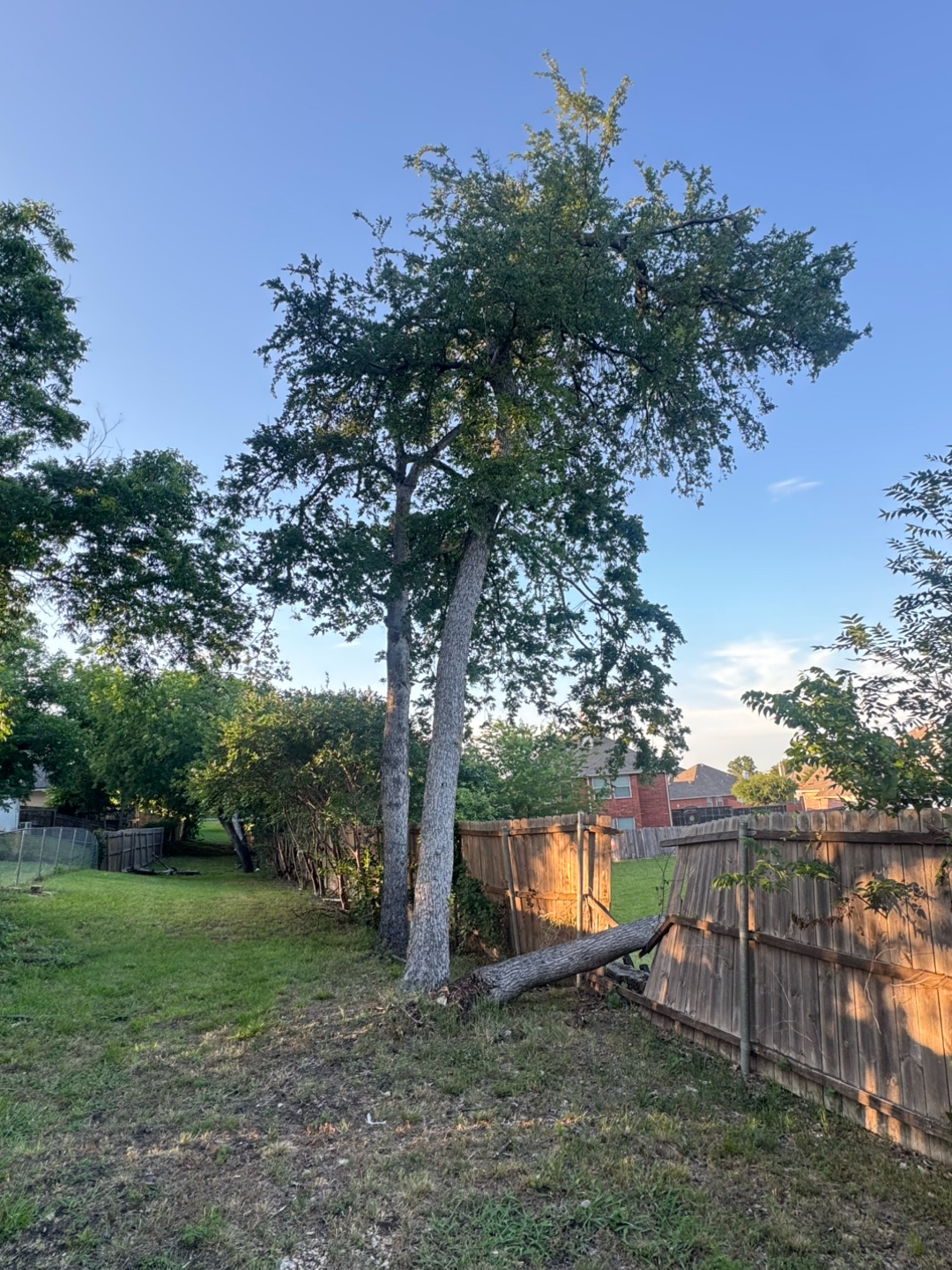 @Live Oak Tree Service