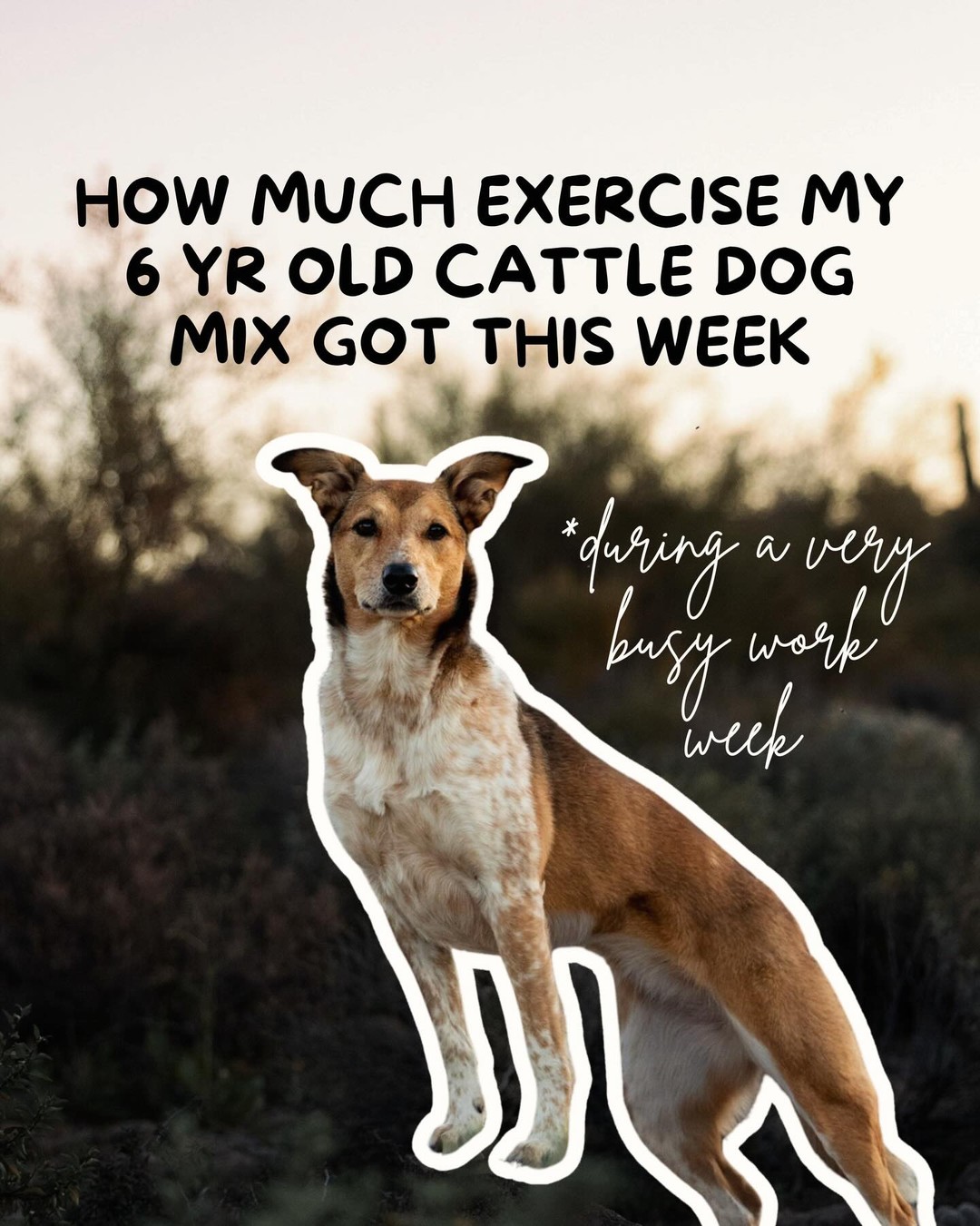 @Marissa | K9 Fitness Coach 🐾