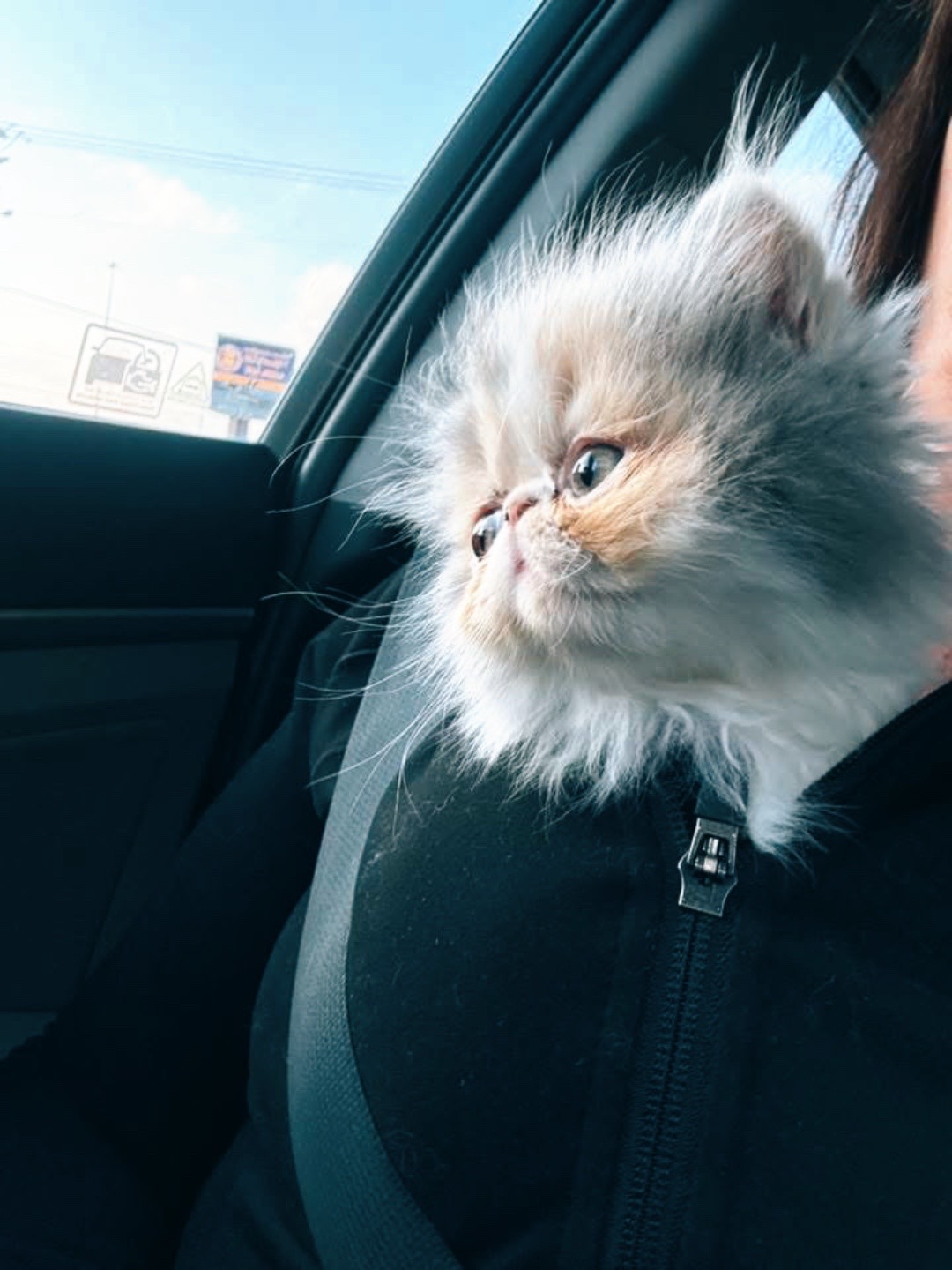 @PersianKitten