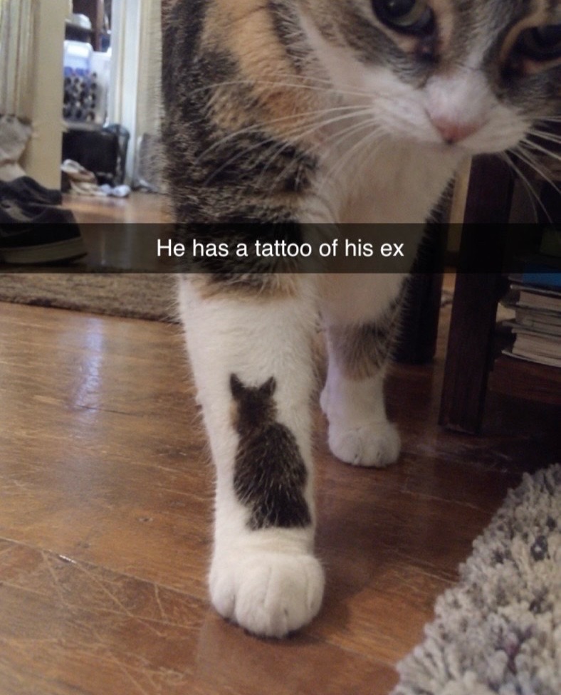 @cat memes