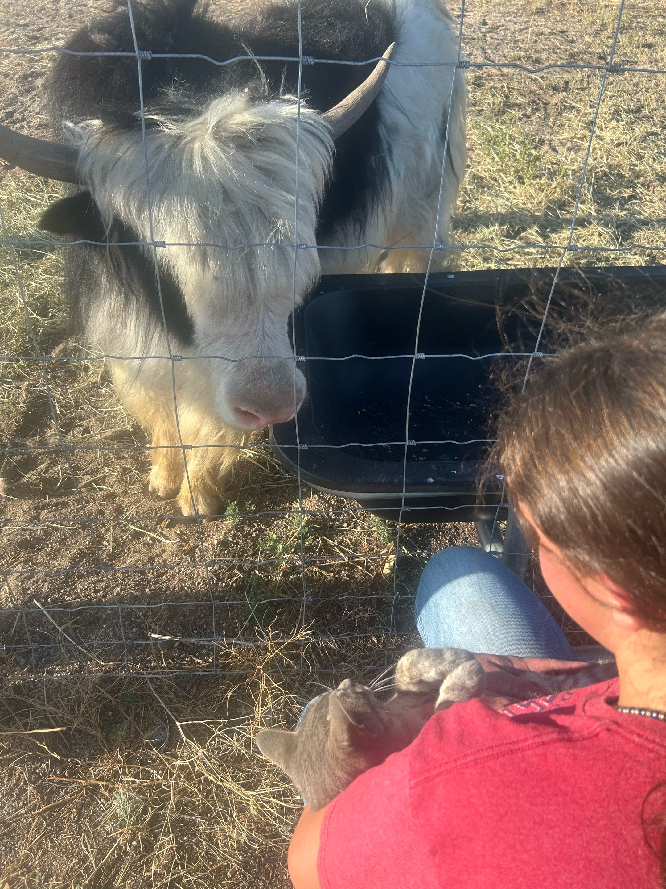 @Yakety Yak Ranch