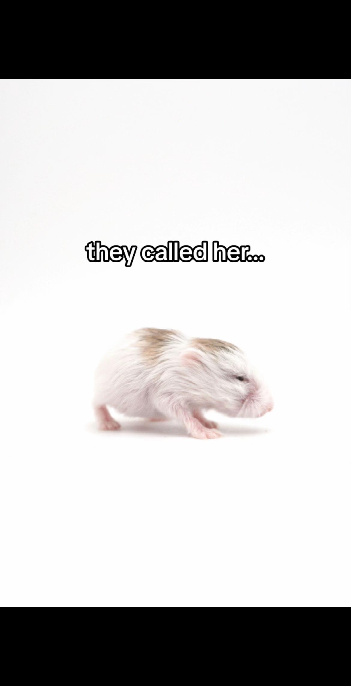 @Milkbun Hamstery 🍡
