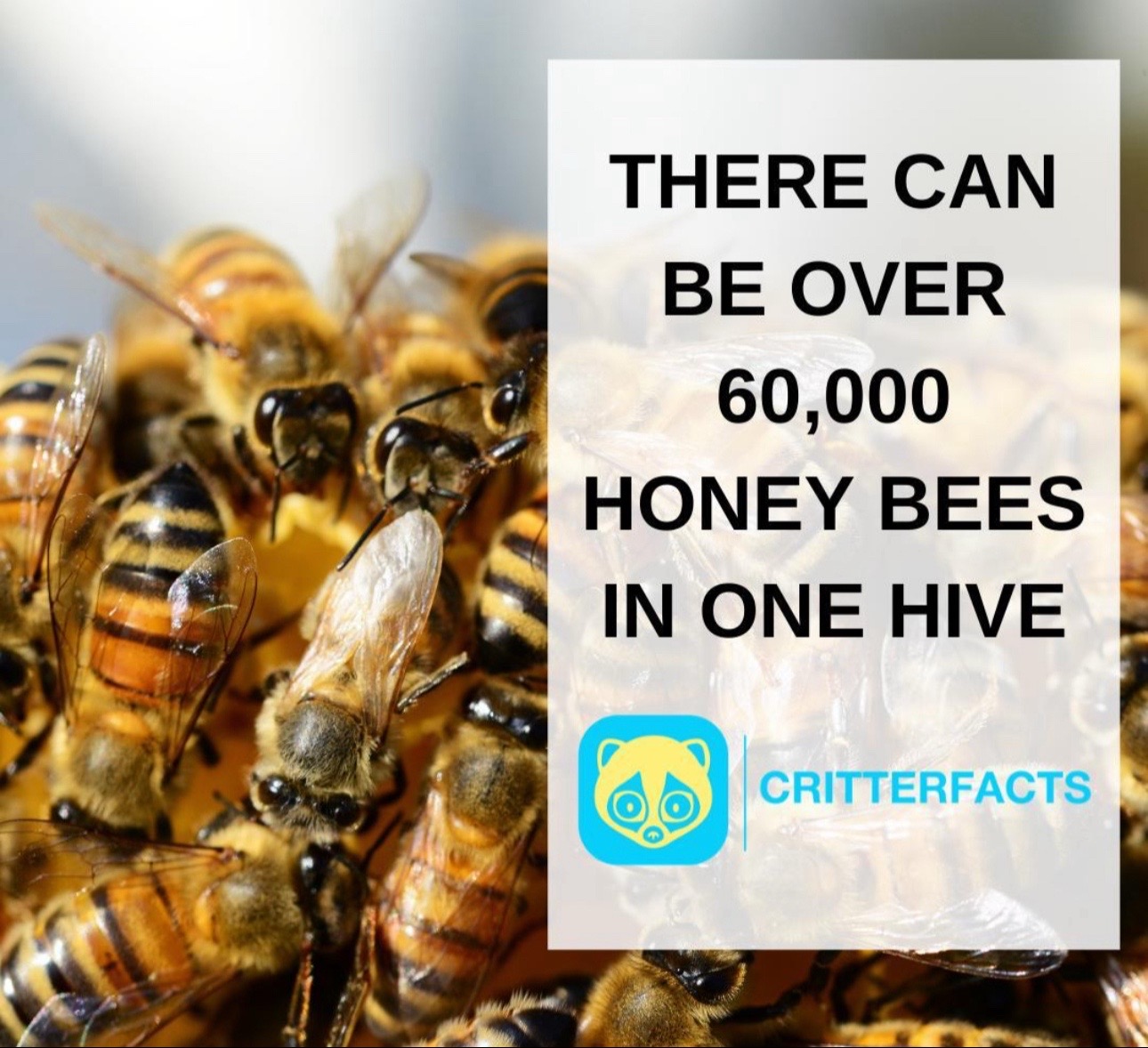 @CritterFacts