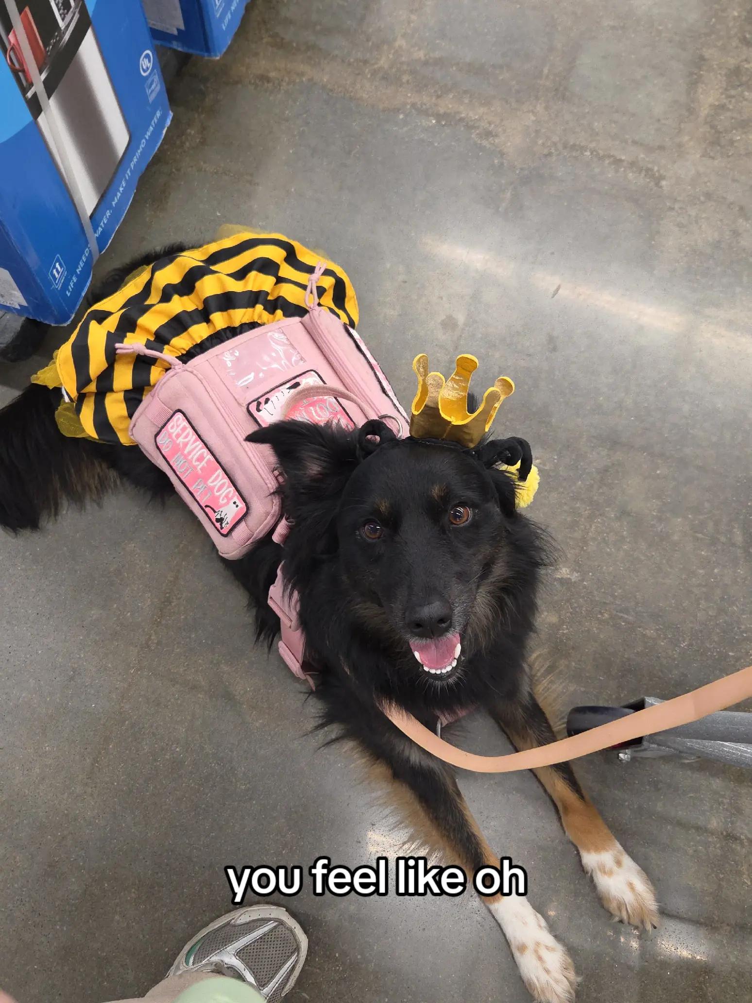 @Nala the Service aussie