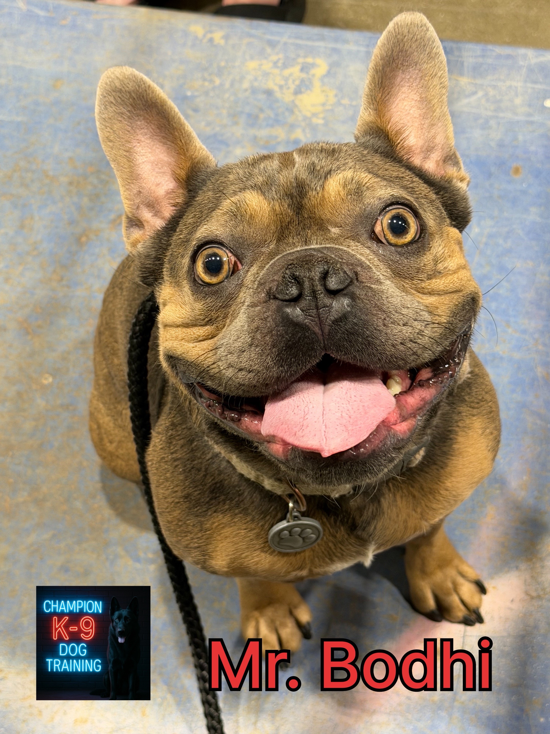 @ChampionK9DogTraining