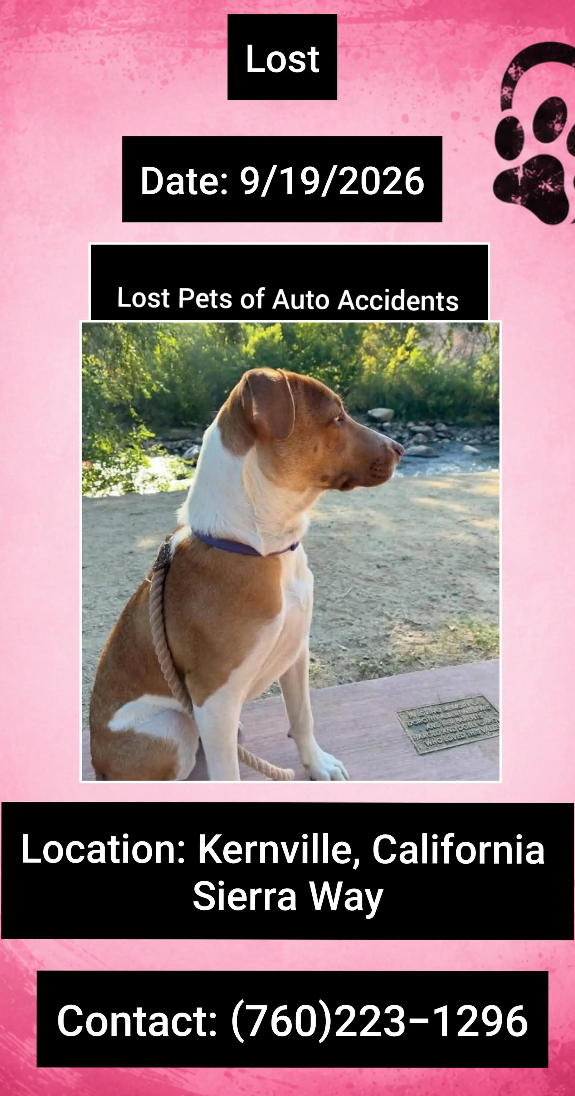 @Lost Pets of Auto Accidents
