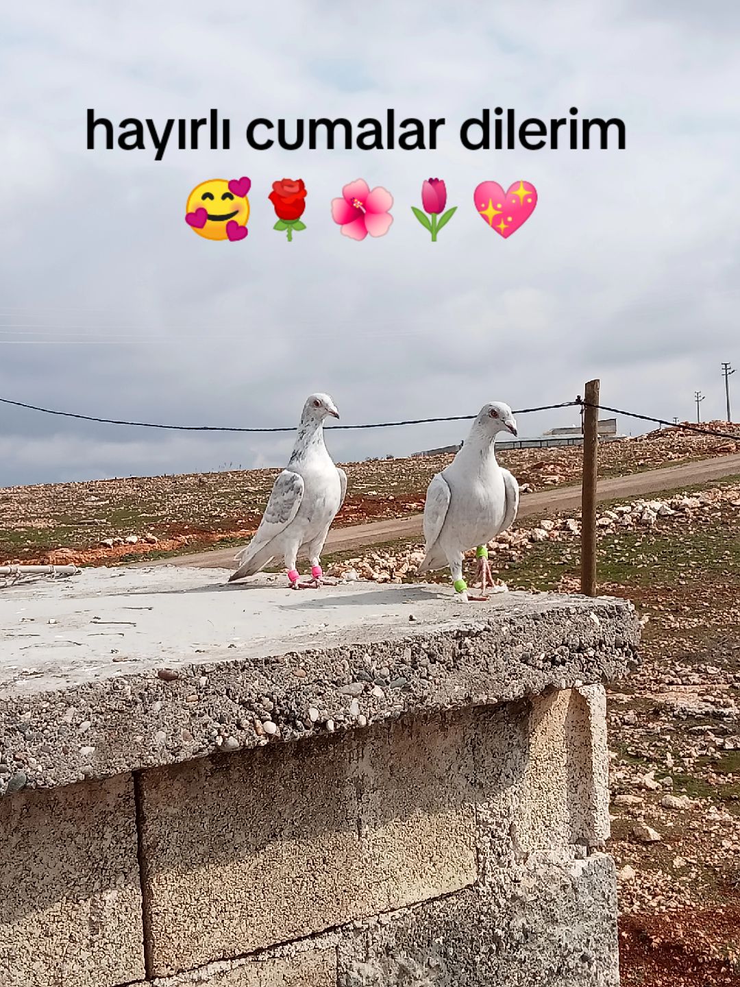 @çirkin kral👑