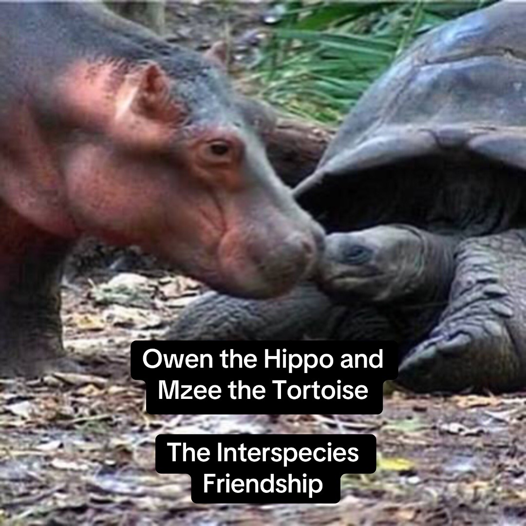 @AnimalTime