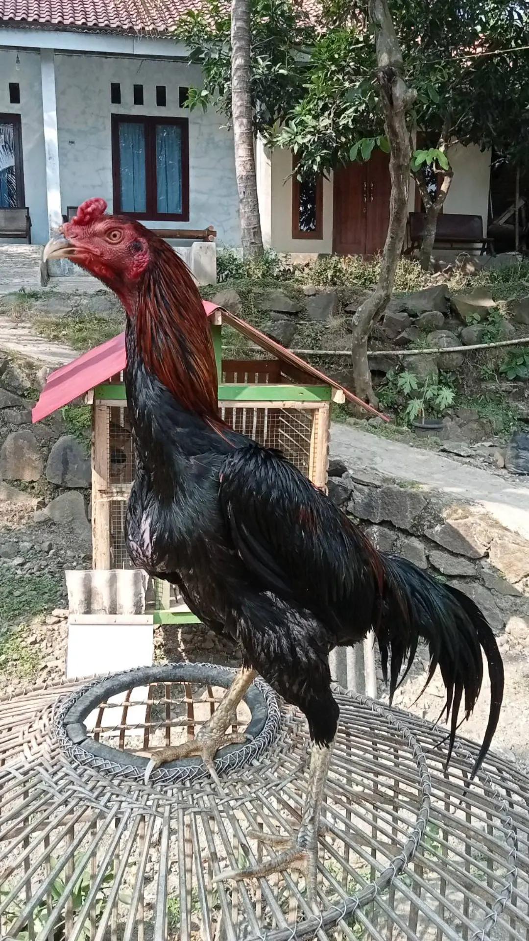 @Ebabdr