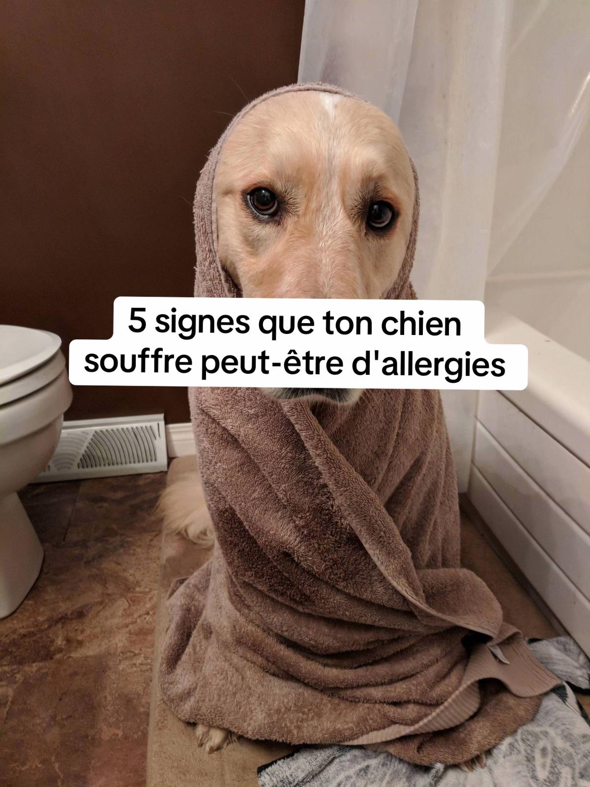 @Sunny Le Frenchie 🐾🌞