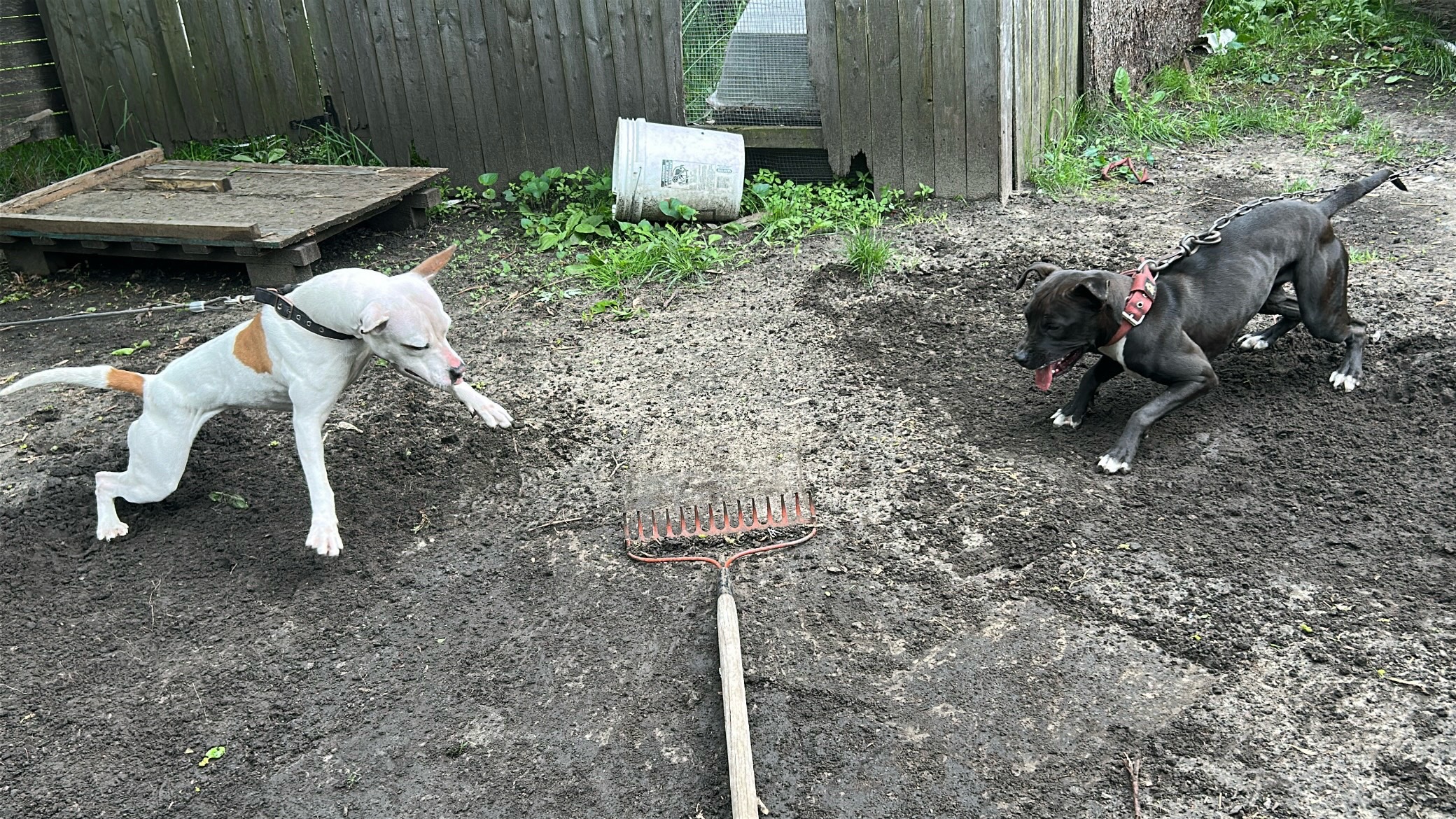 @themreal_hounds