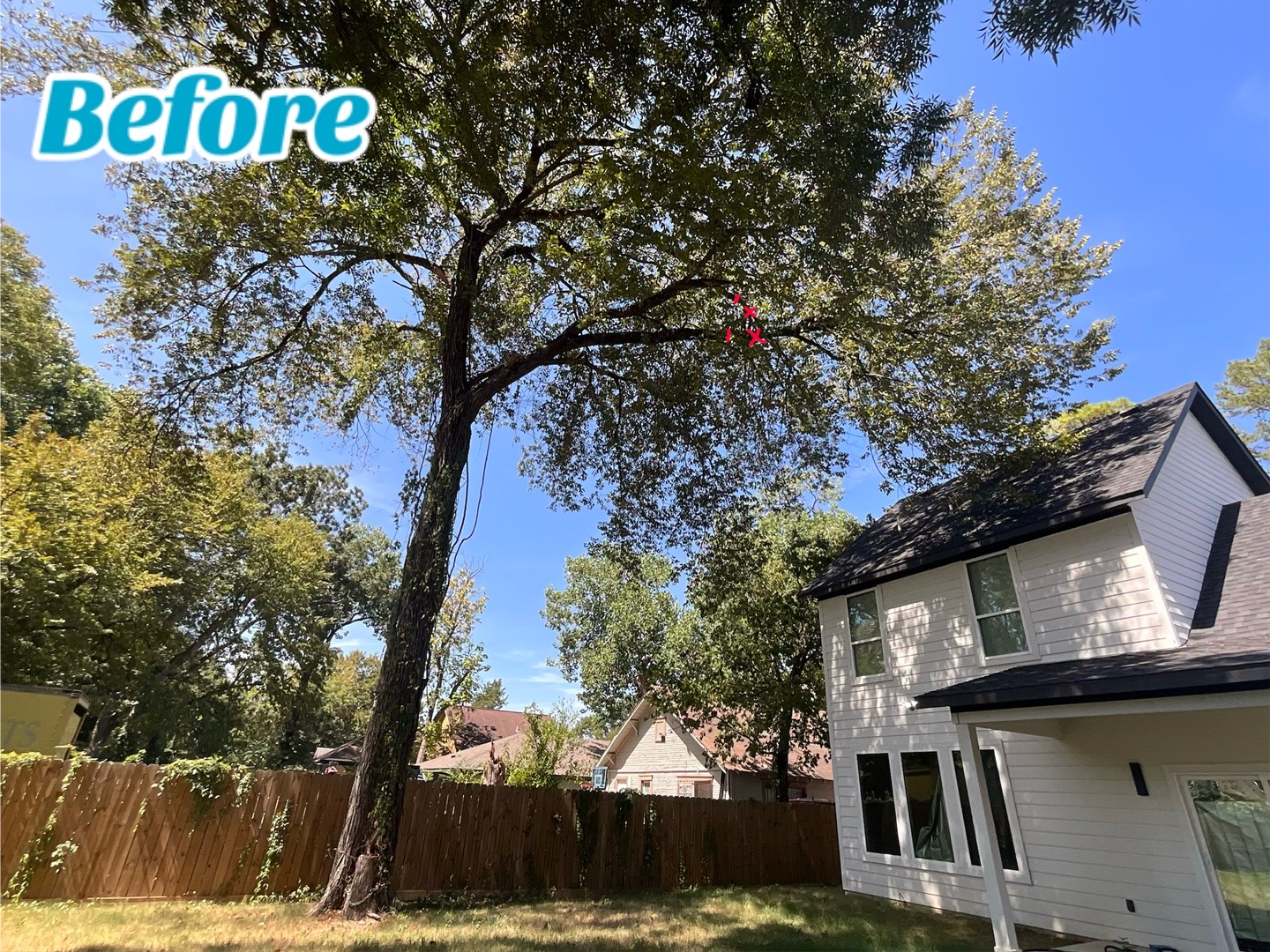 @Live Oak Tree Service