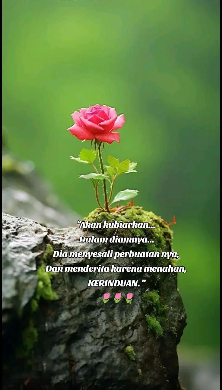 @🌷 Rose 🌷