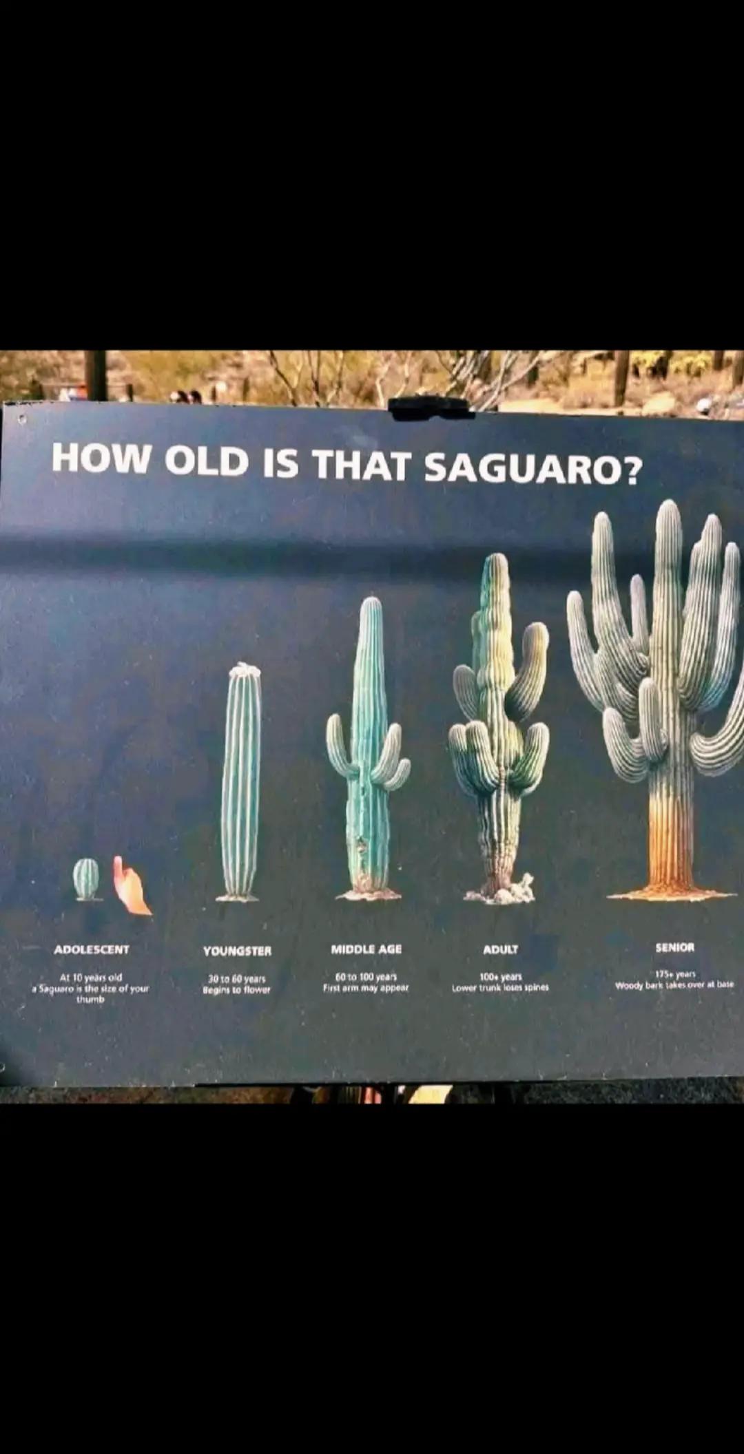 @cactifam