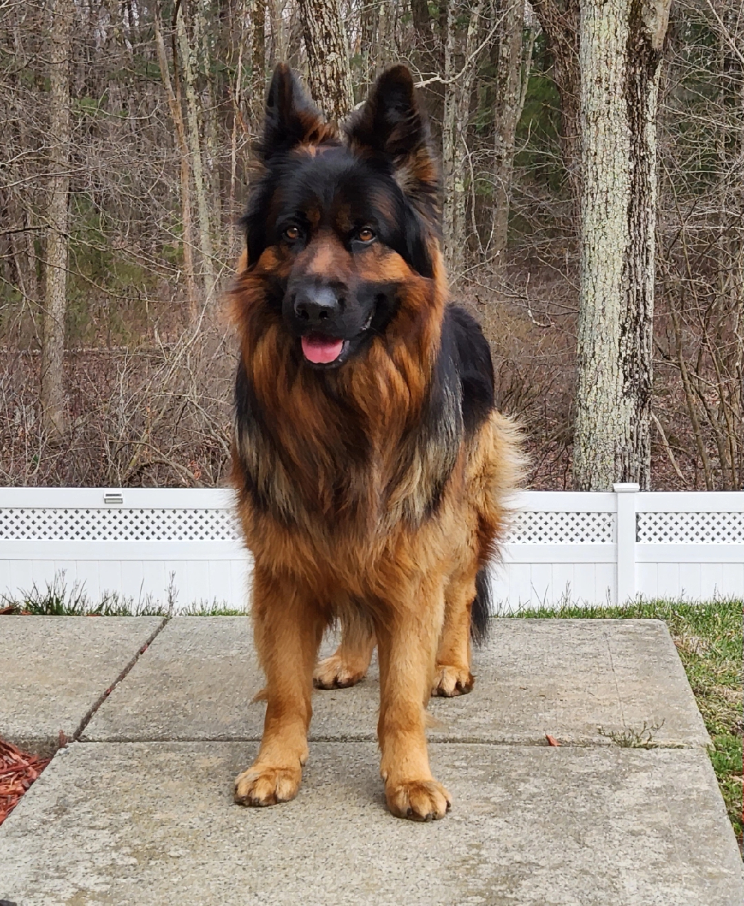 @Buzz the German Shepherd