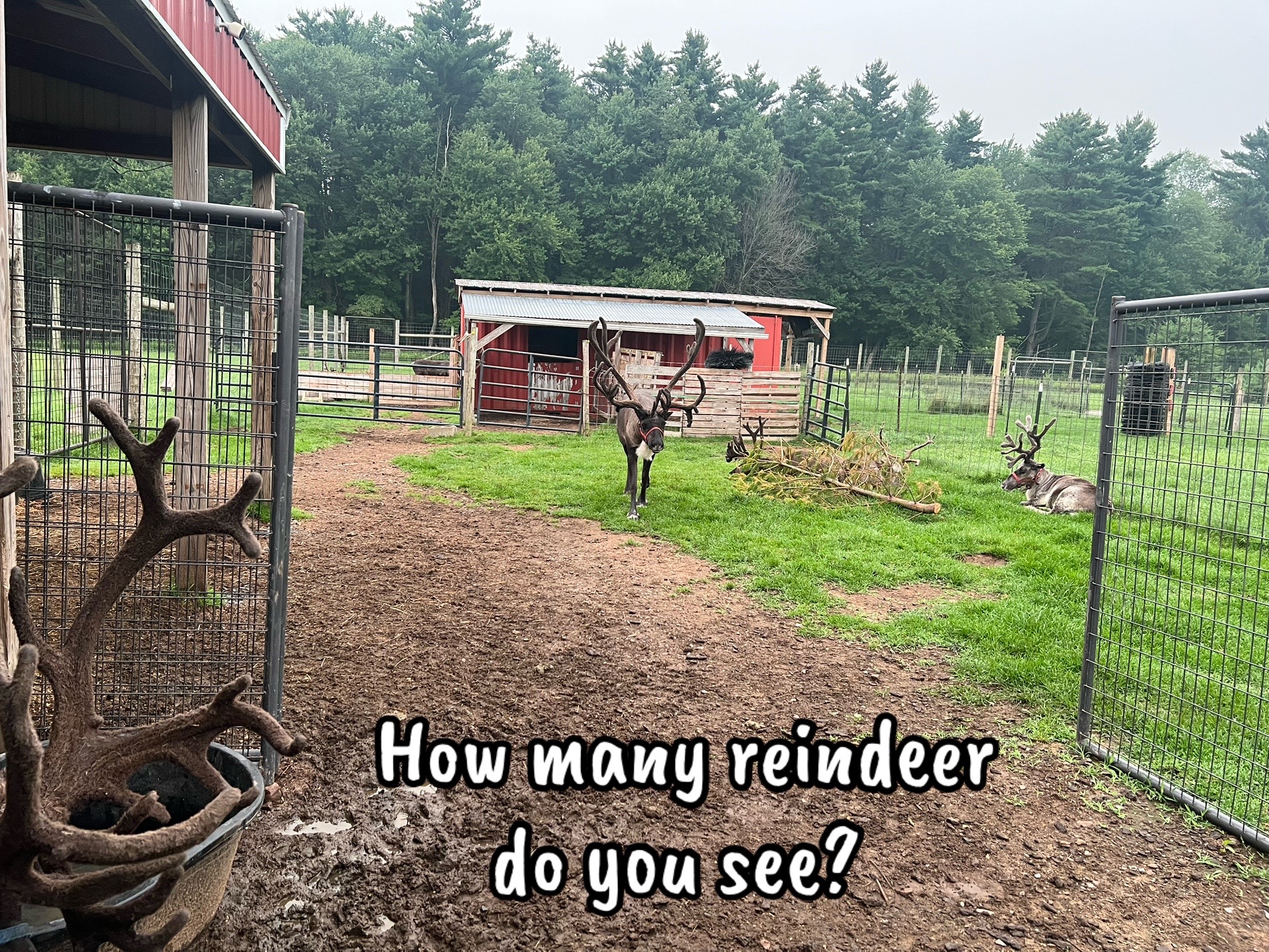 @ReindeerMagicLady