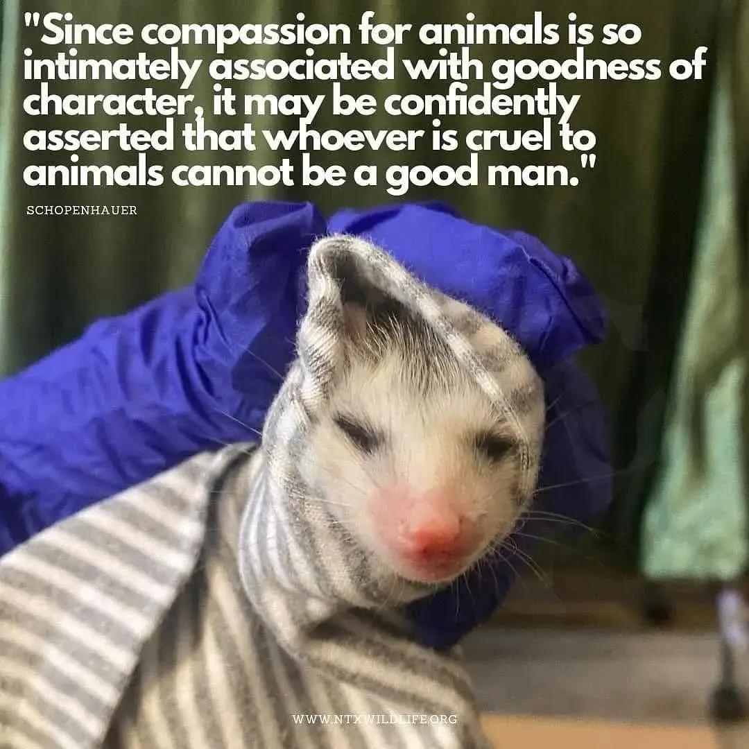 @OPOSSUM/DOG MOMMA Dea
