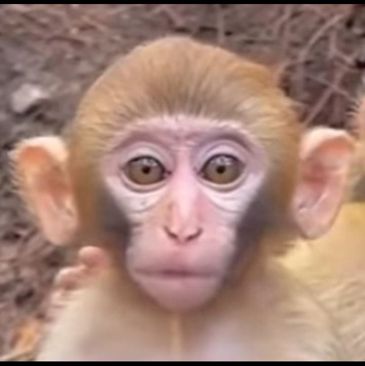 @monkeycaco77