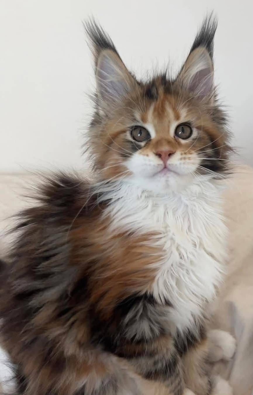 @Maine Coon Kittens