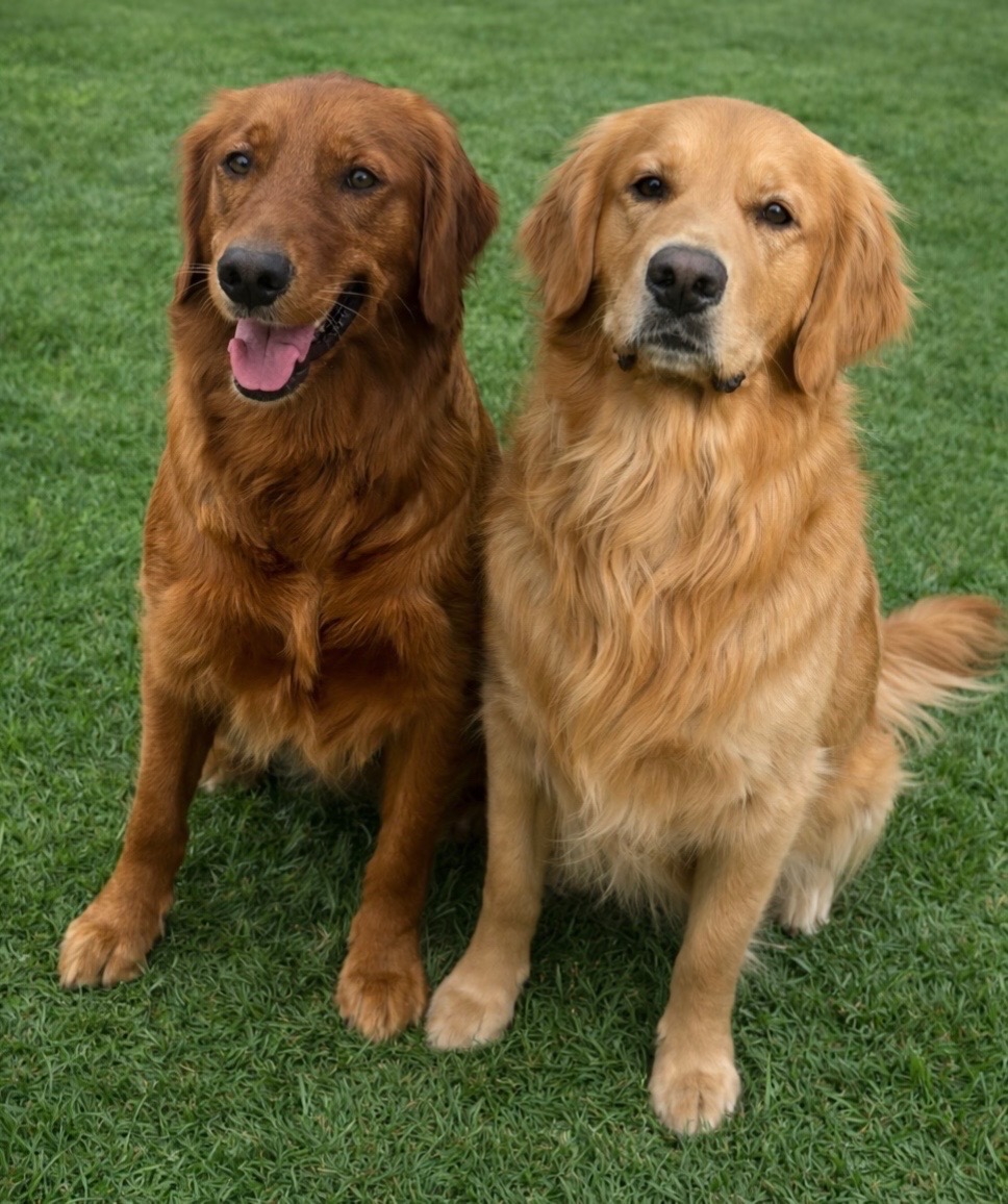 @Sages Goldens