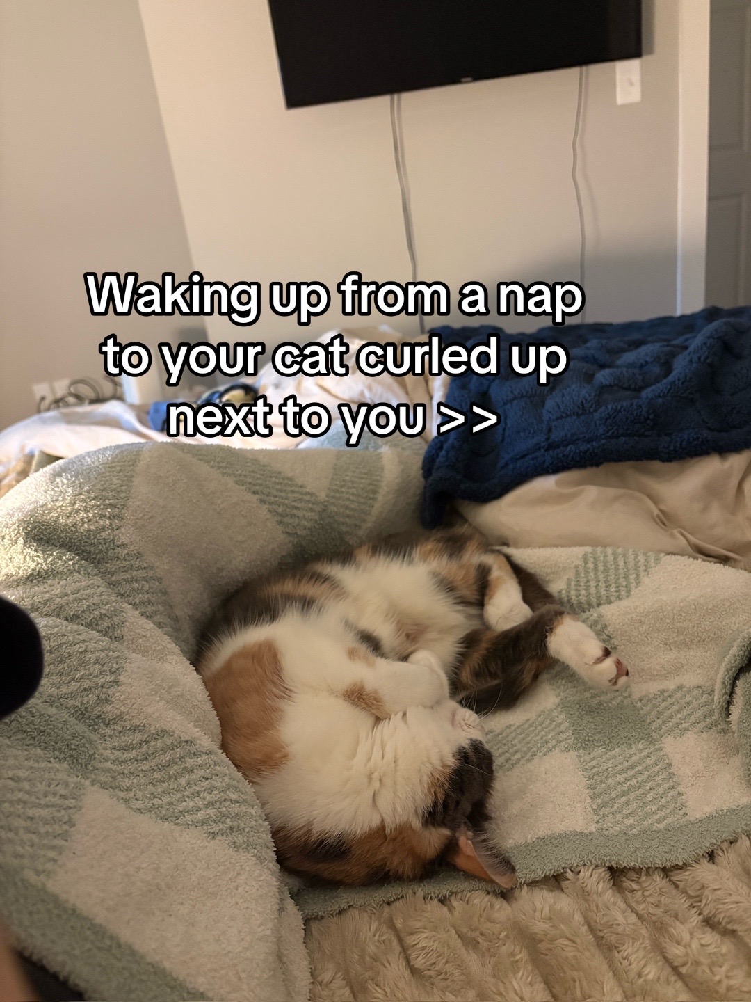 @Quinn The Calico
