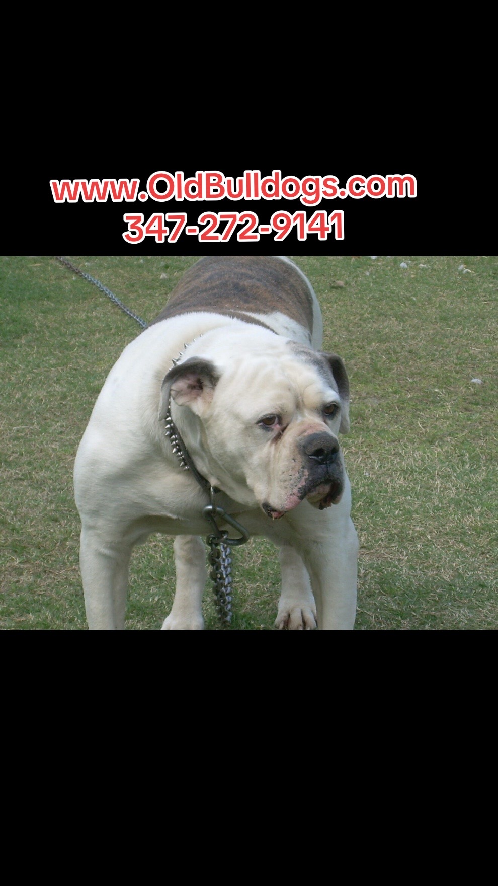 @OGMasterOfAllBulldogs