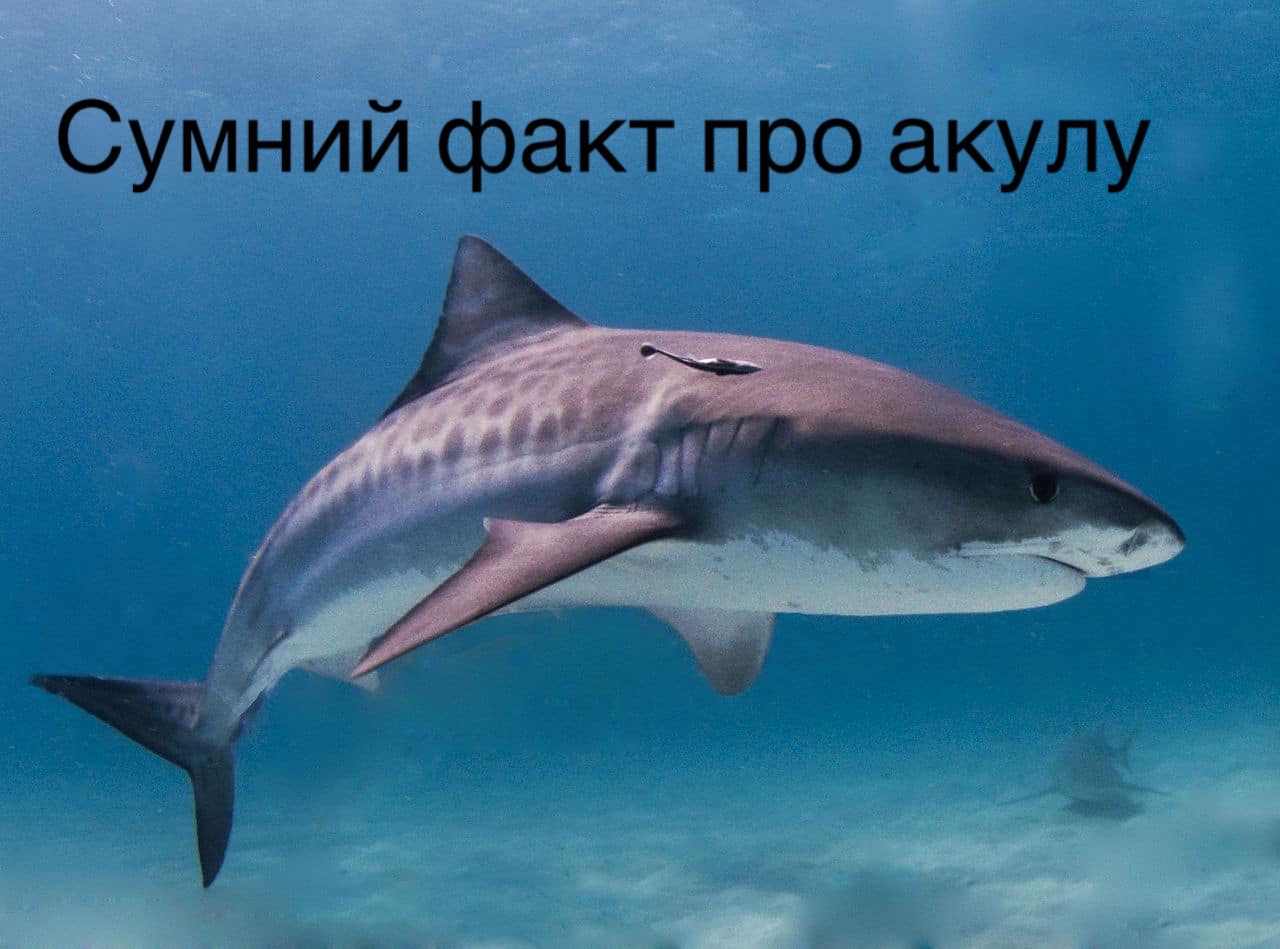 @Gradinar