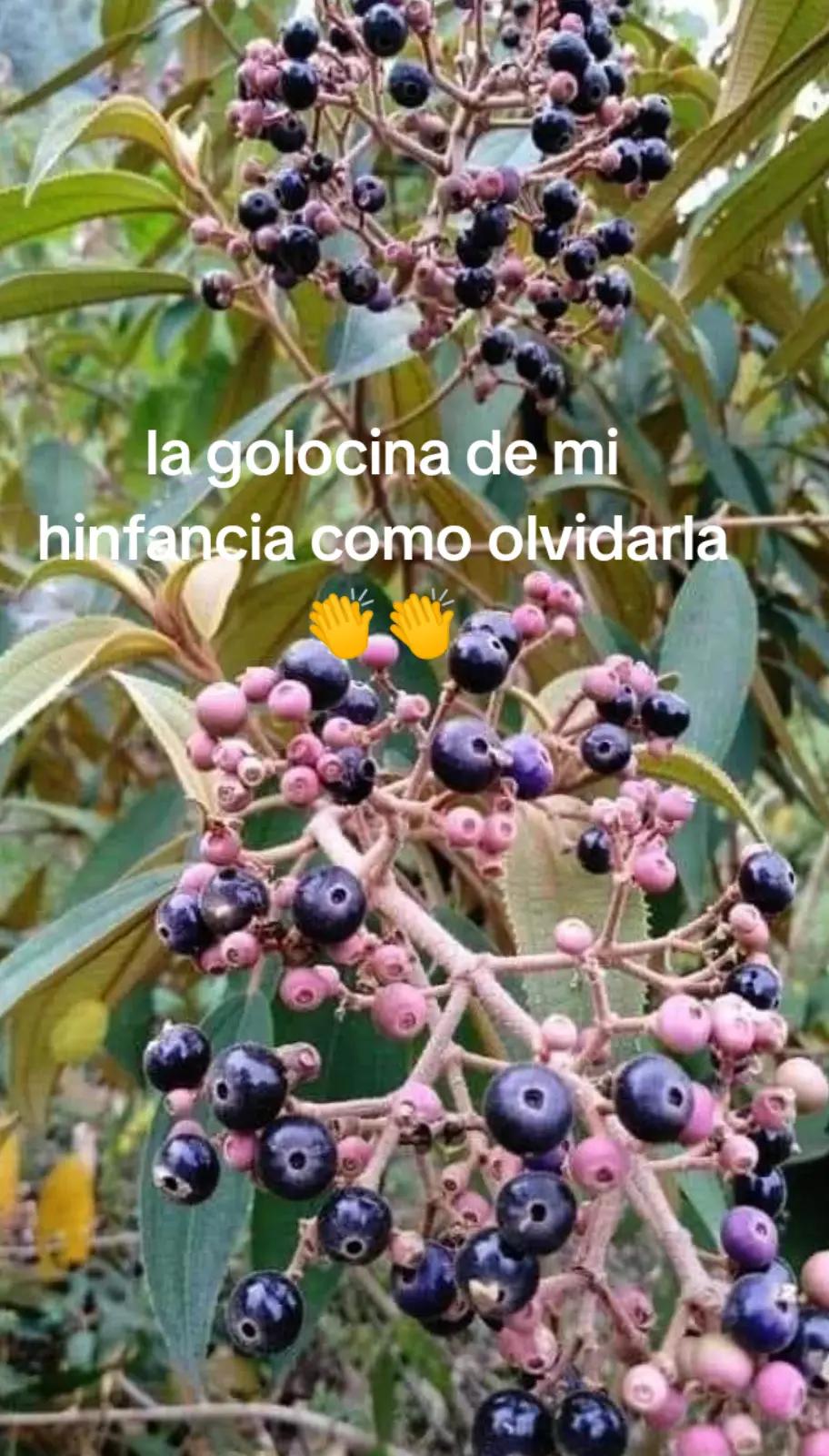 @maribel