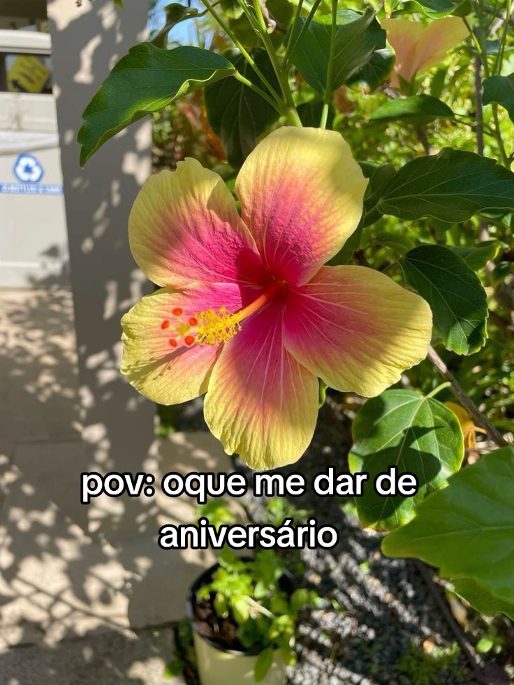 @🌺🎀 amora🎀🌺